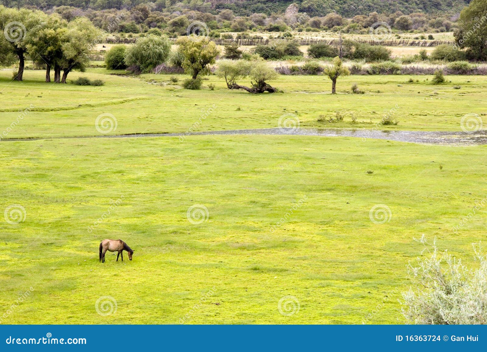 Grassland in wetland stock photo. Image of pasture, horizon 16363724