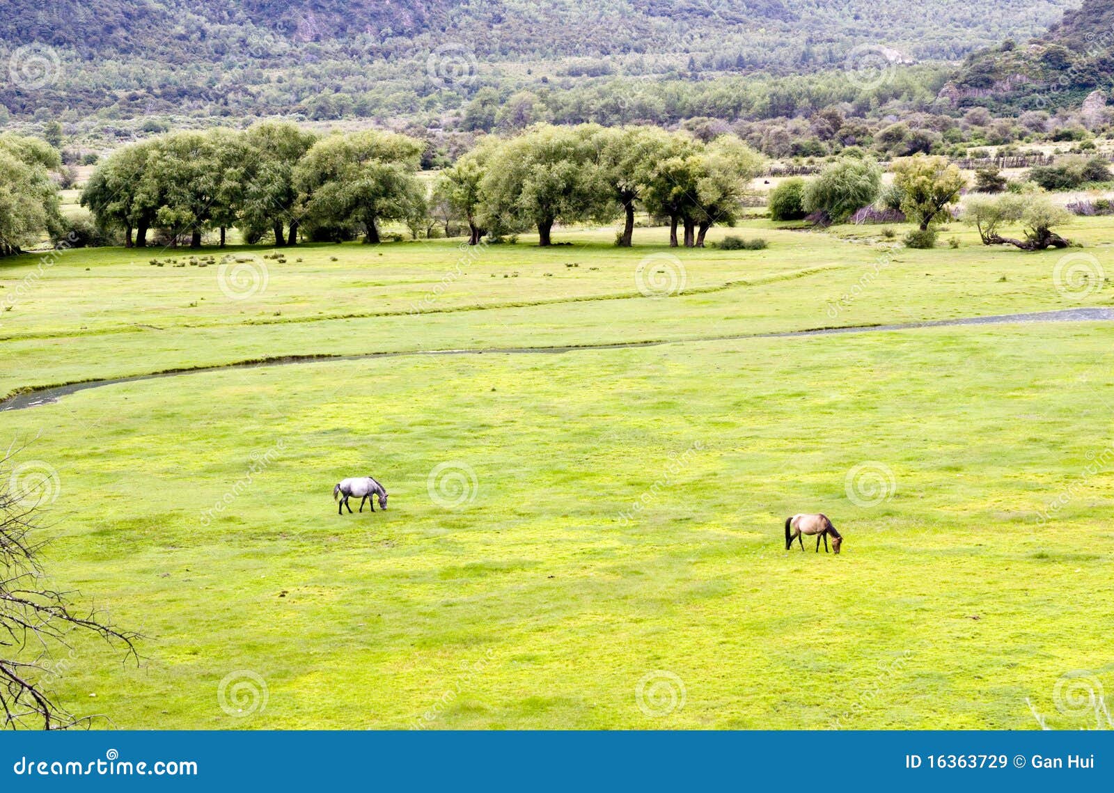 Grassland in wetland stock image. Image of green, landscape 16363729