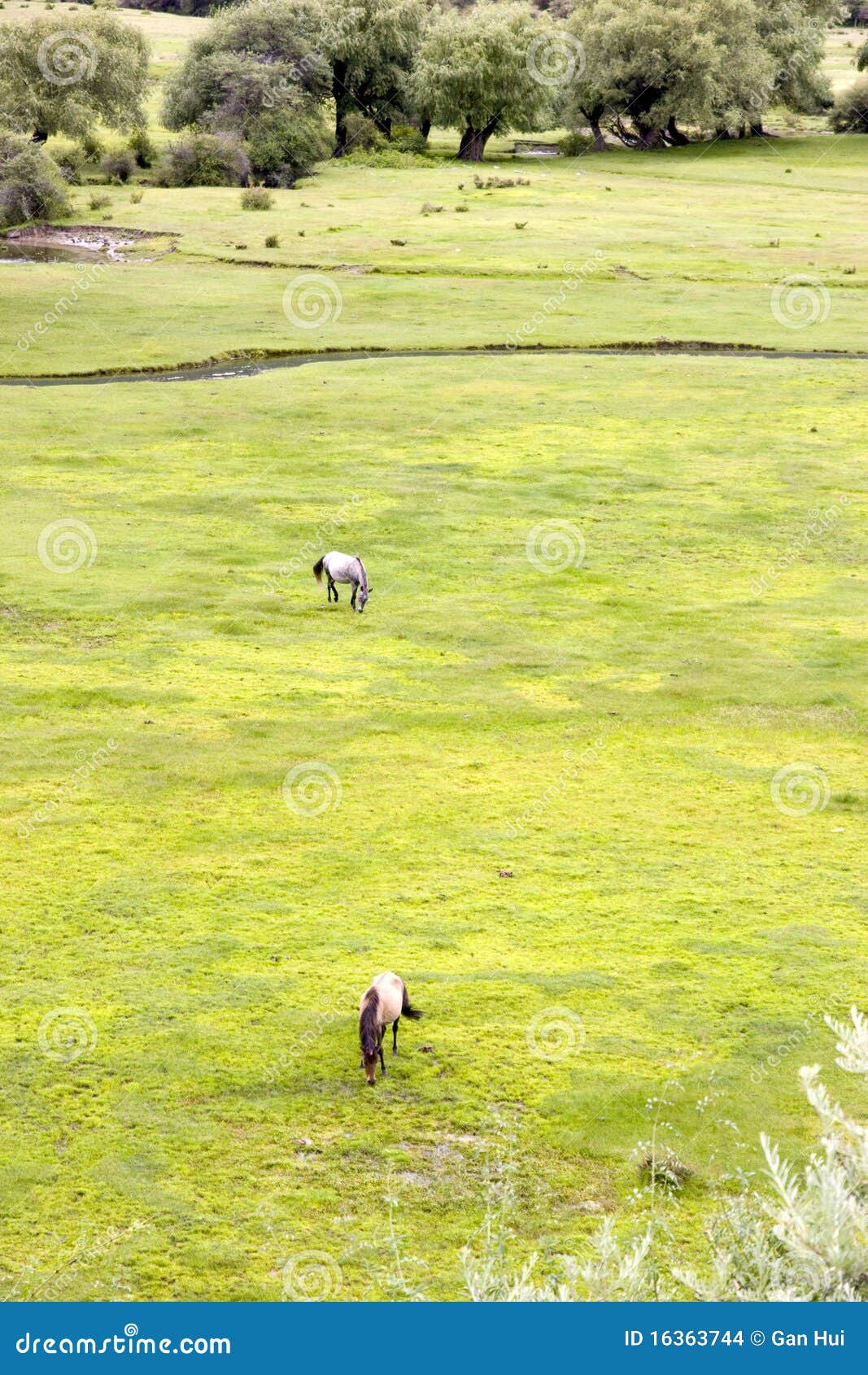 Grassland in wetland stock photo. Image of east, peaceful 16363744