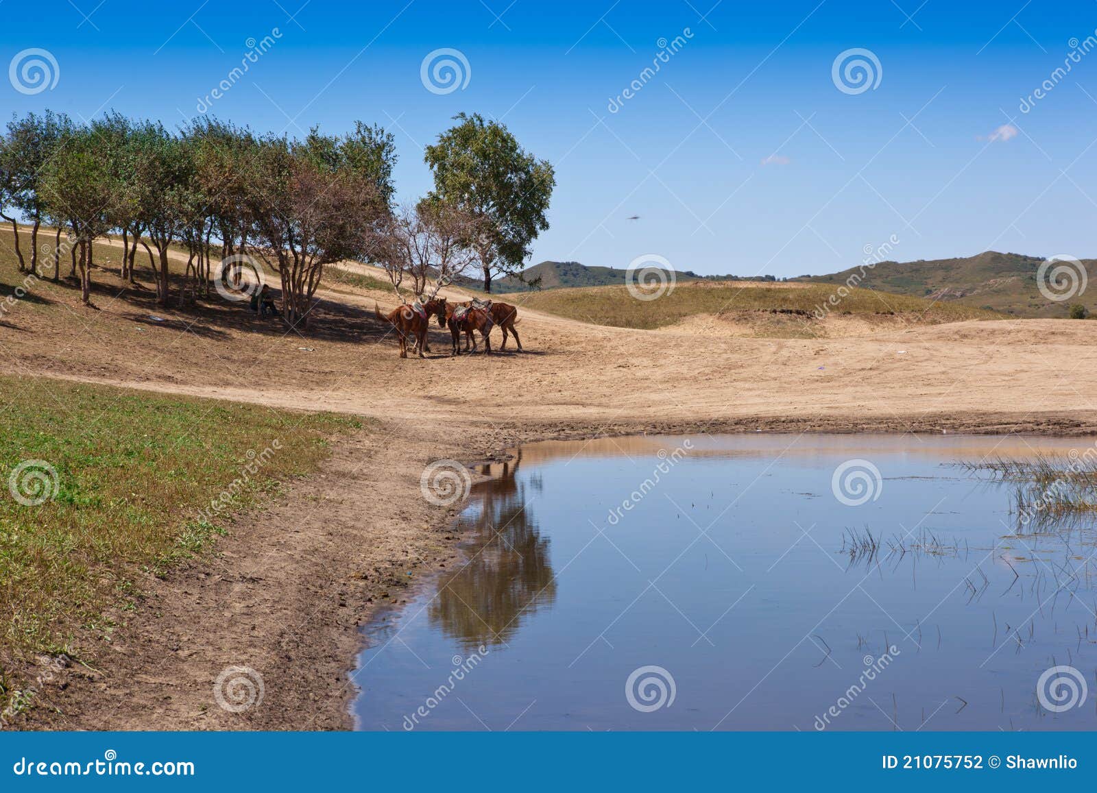 Grassland and wetland stock photo. Image of coast, reflection 21075752