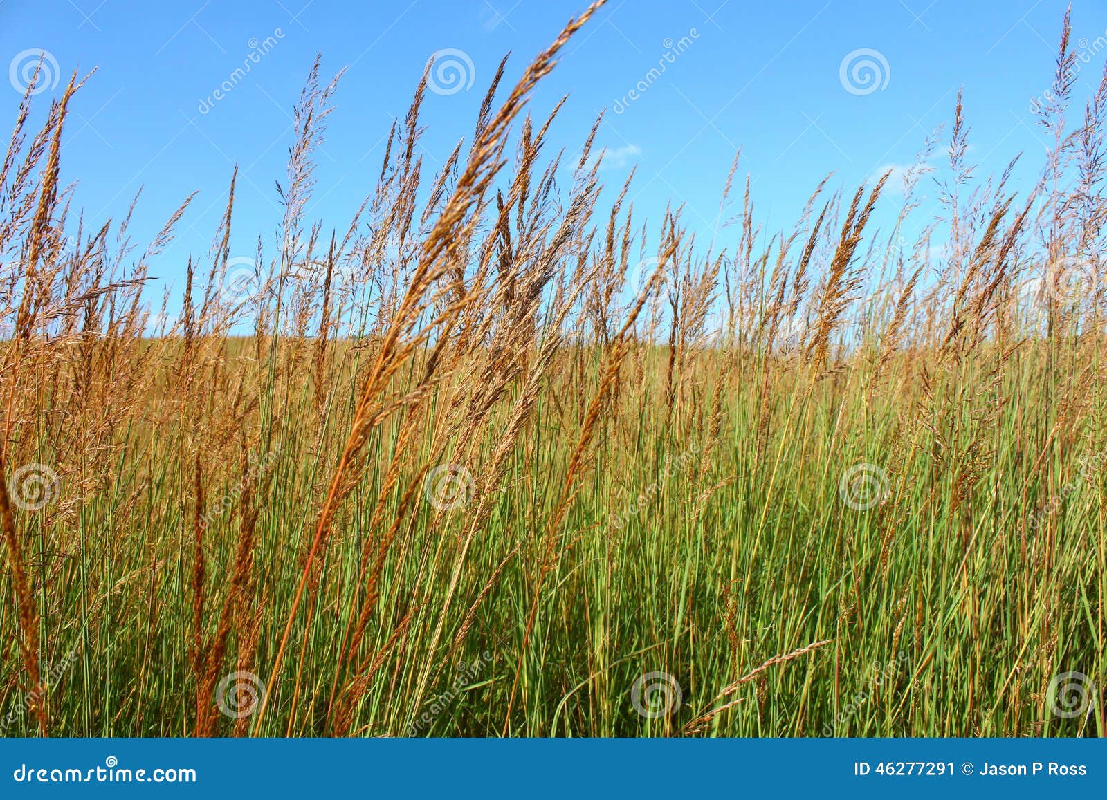 grasslands landscape illinois