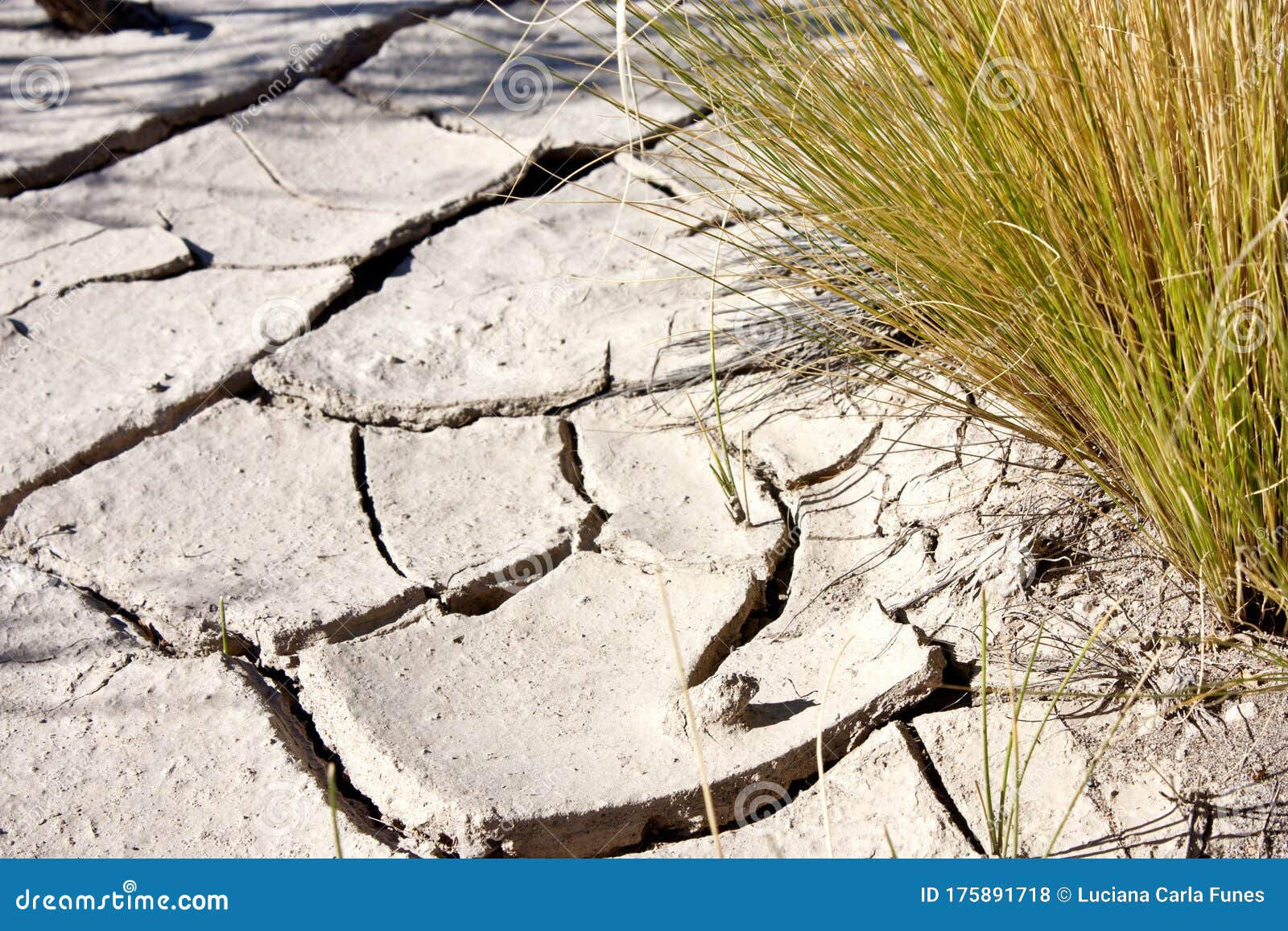 grassp poaceae growing on cracked ground in the patagonian desert ground