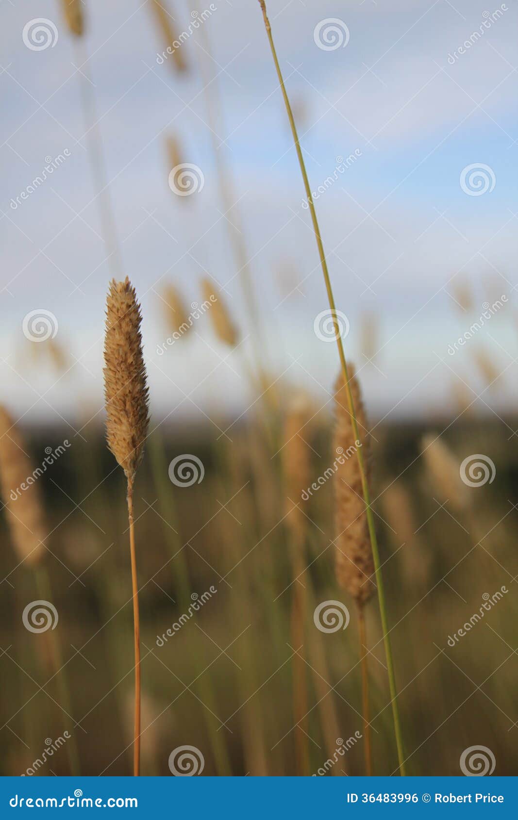 GrassSeeds Stock Photo 36483996