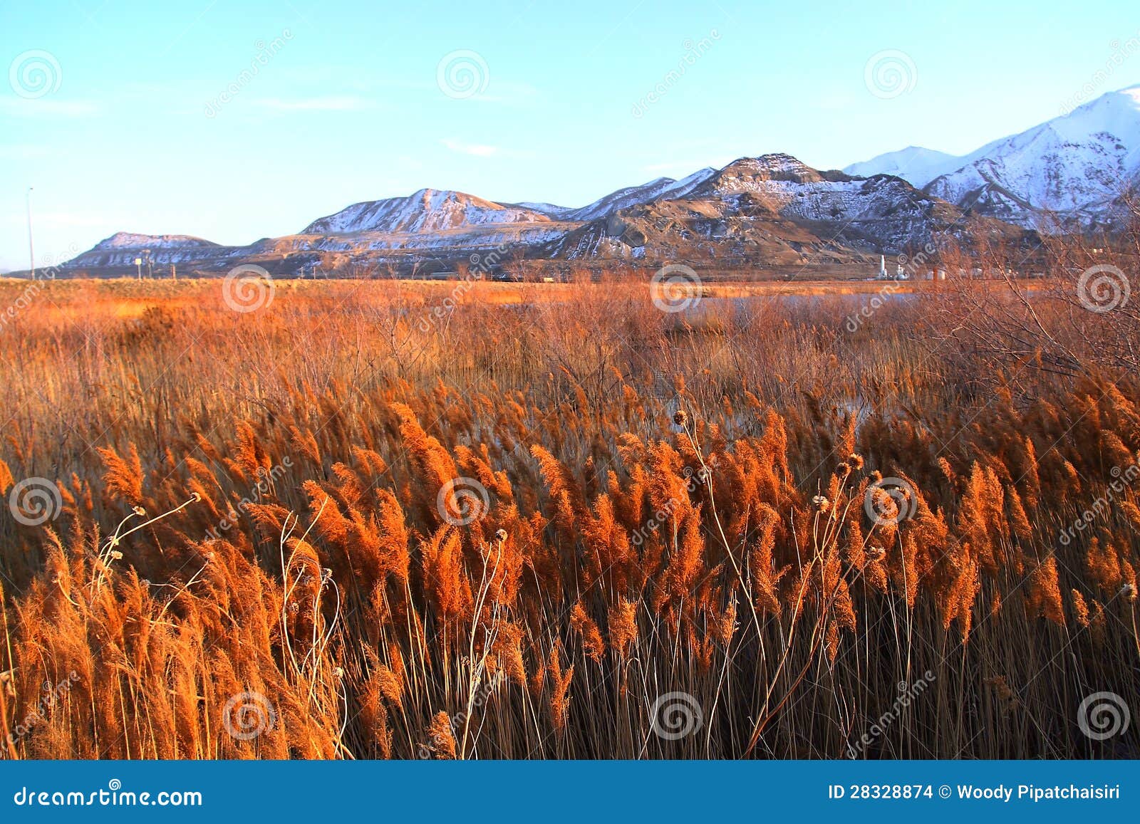 The Grassy Field of Salt Lake City Stock Photo Image of destination
