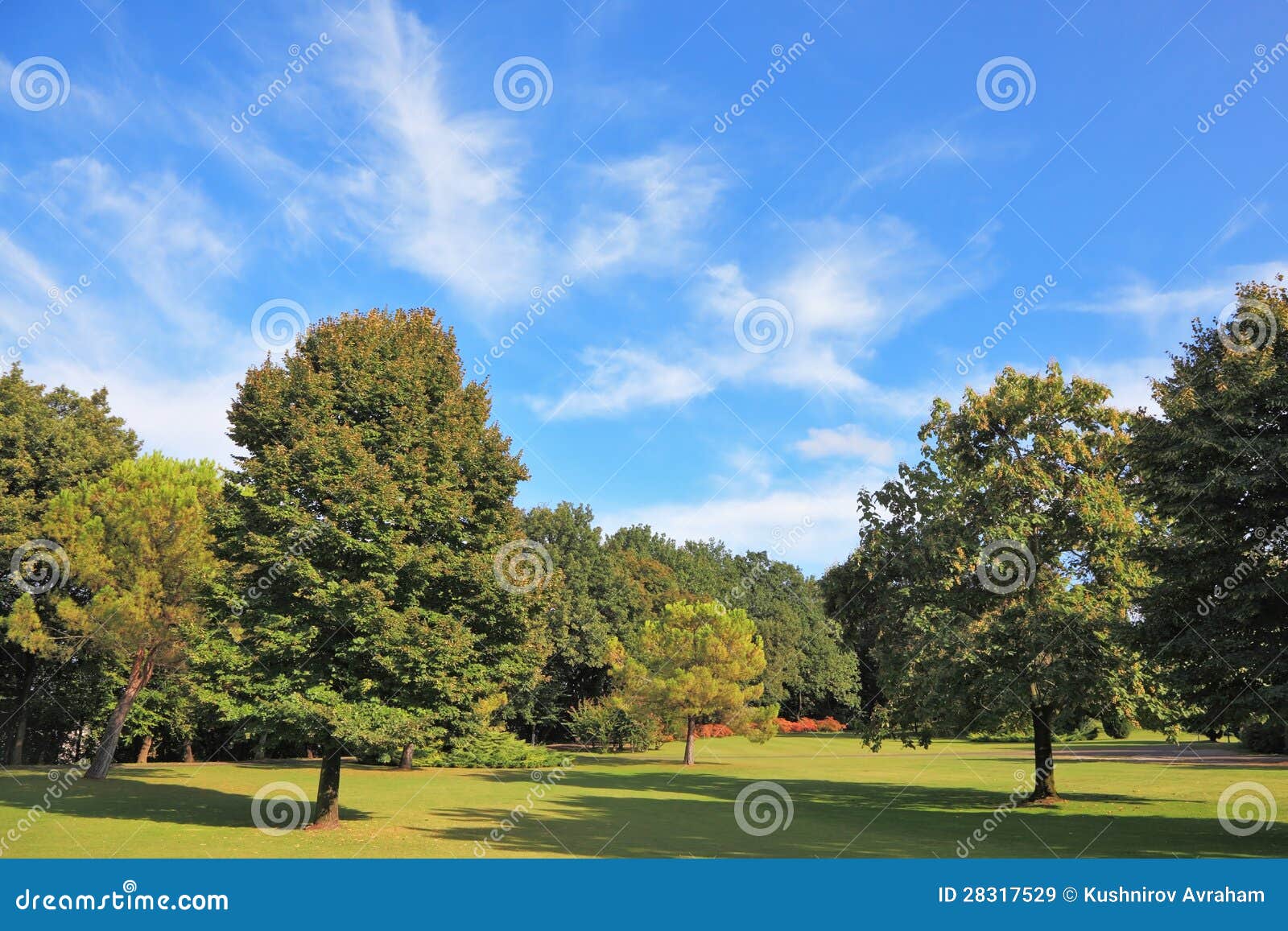 The Grassy Lawn is Surrounded with Coniferous Trees Stock Image - Image ...