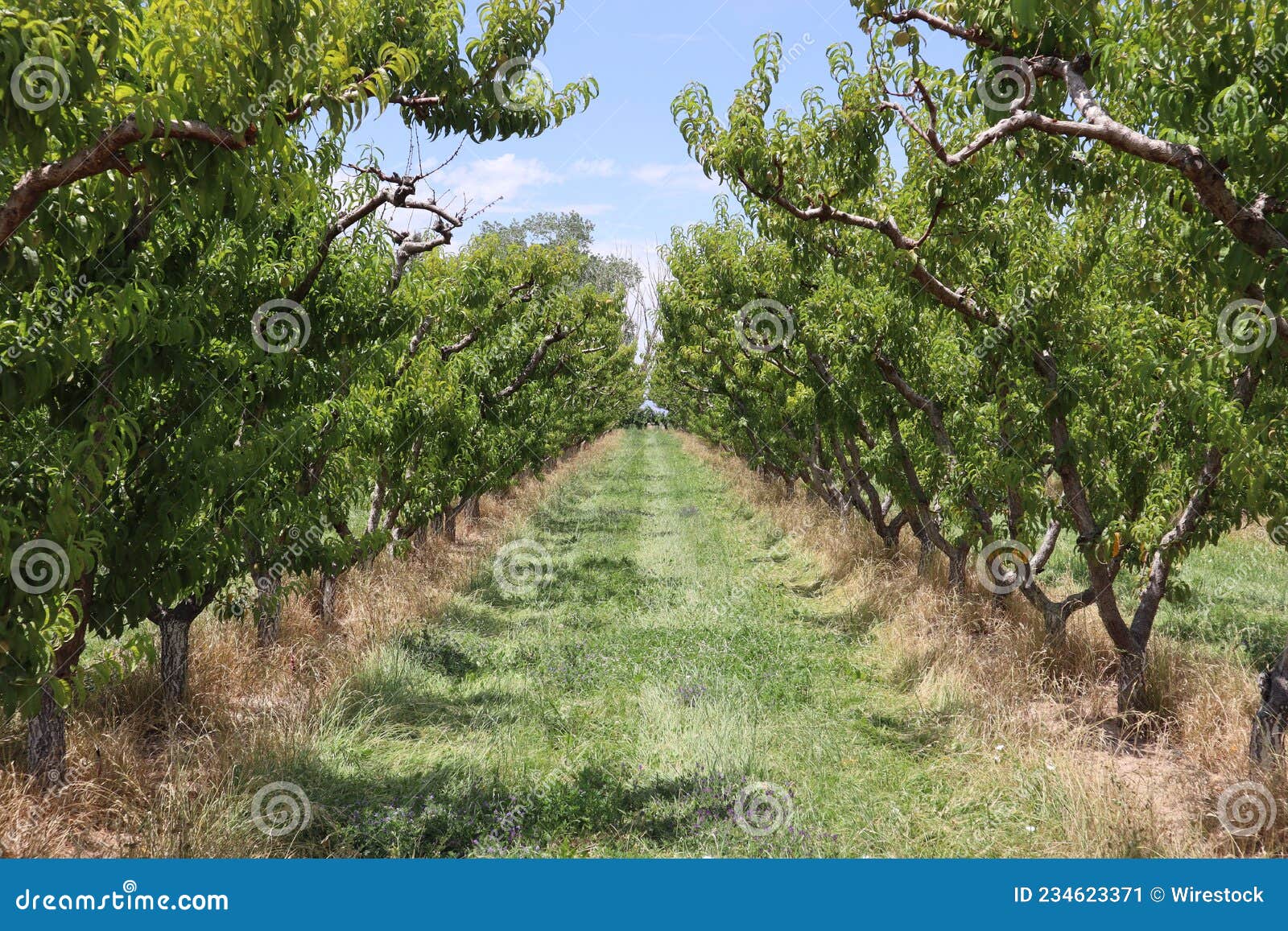 Grassy Pathway Along a Peach Orchard in Palisade, Colorado Stock Image ...