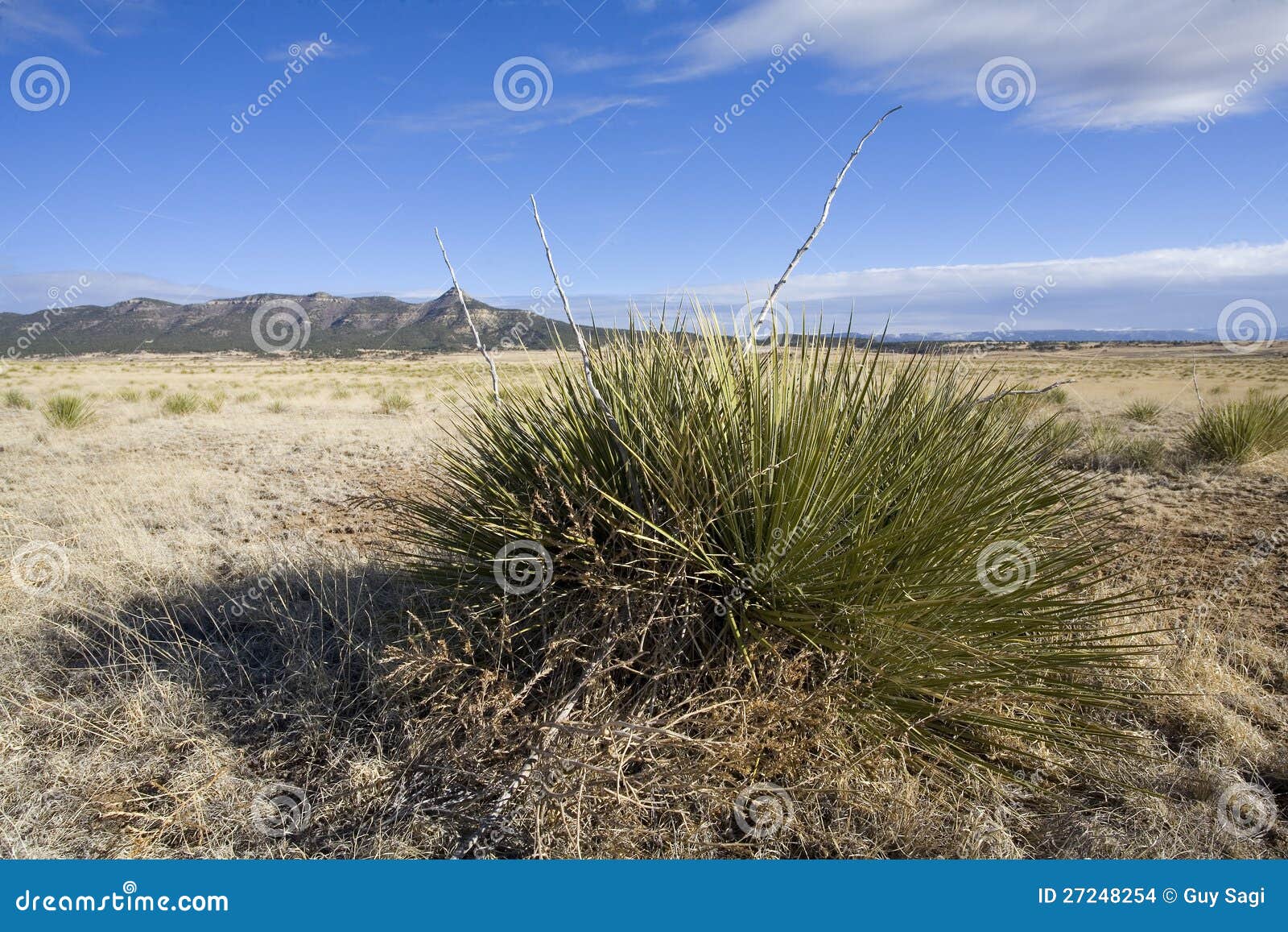Grassy plain stock photo. Image of mountain, yellow, plant 27248254