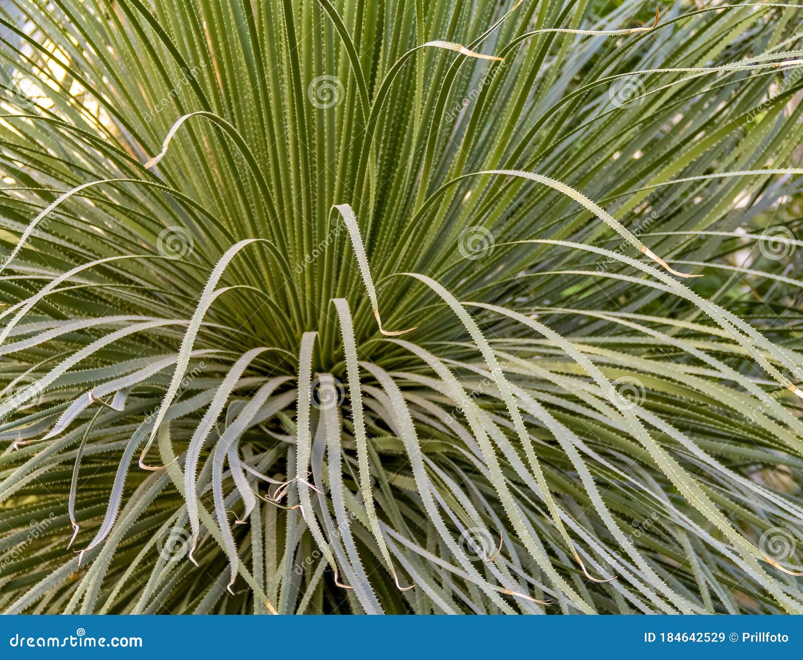 Grassy plant closeup stock image. Image of nature, abstract 184642529