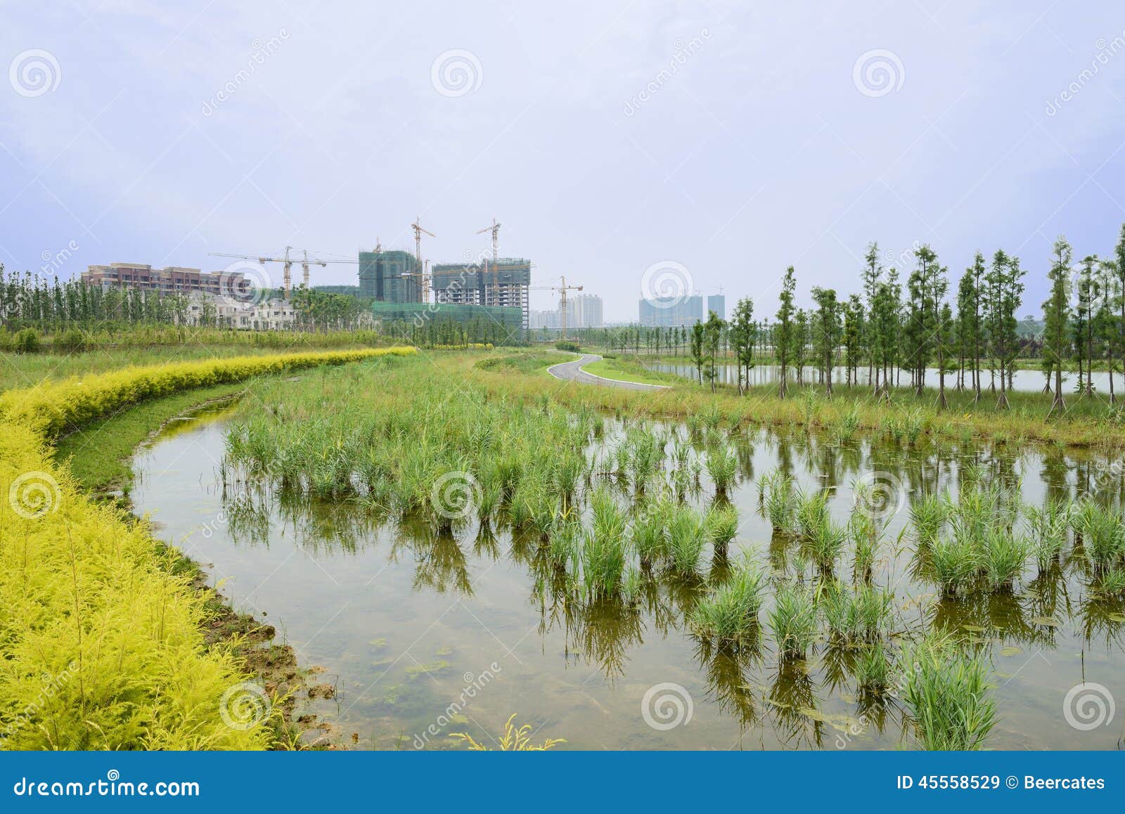 Grassy Pond in Sunny Summer Stock Image Image of lakeside, tree 45558529