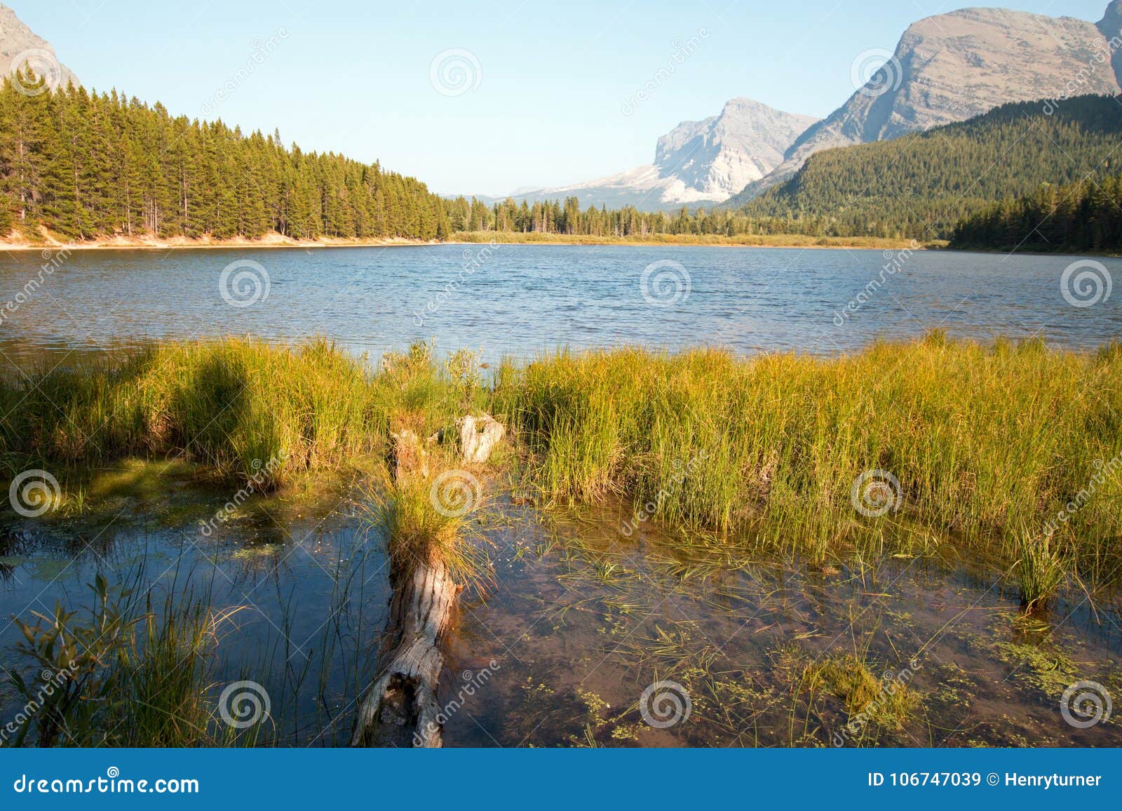 grassy shore of fishercap lake in glacier national park in montana usa