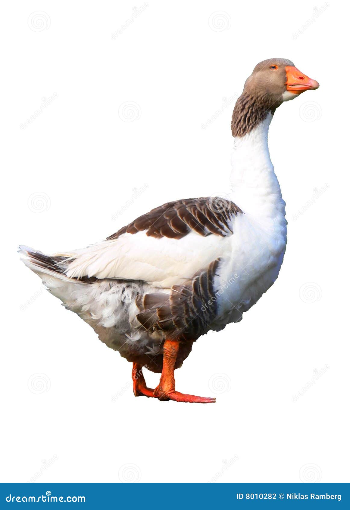 Graue Gans Islolated Im Profil Stockfoto Bild Von Feder Profil 8010282