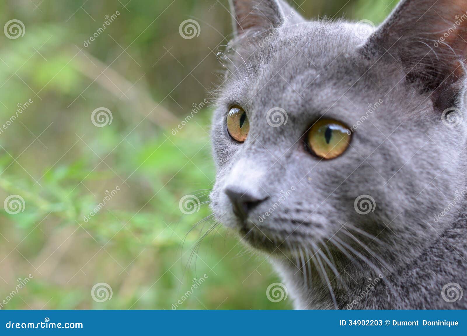 https://thumbs.dreamstime.com/z/graue-katze-34902203.jpg