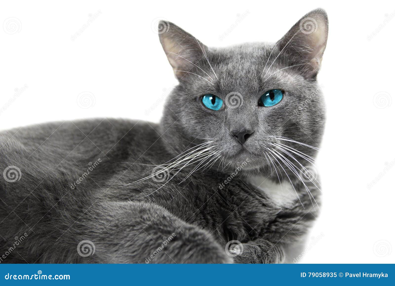 Graue Katze Mit Schönen Blauen Augen Ein Weißer Hintergrund Lokalisiert  Stockbild - Bild von schauen, katze: 79058935