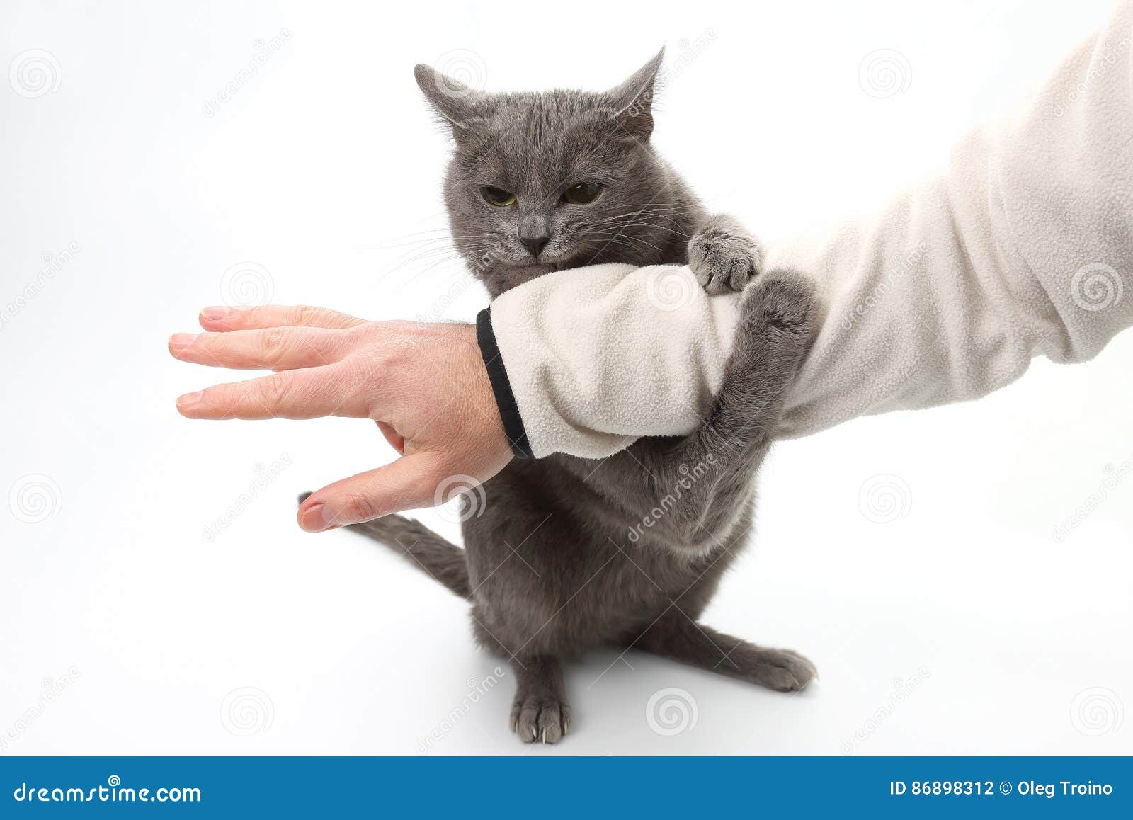 Включи кот стоп. Серая Кошачья лапка и рука. Котик схвативший руку. Кошачьи лапы схватили.