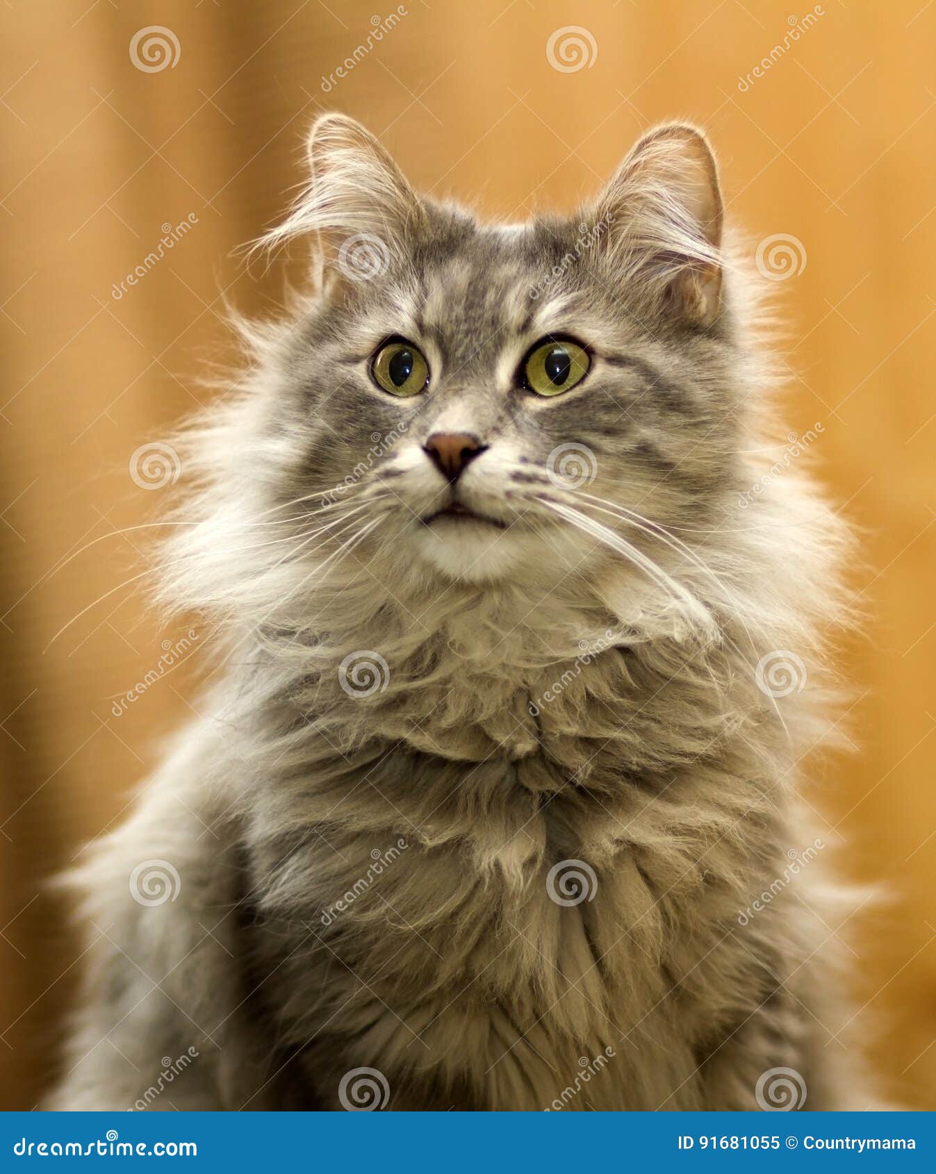 Graue Tom Katze Stockbild Bild Von Barte Rosa Mantel 91681055