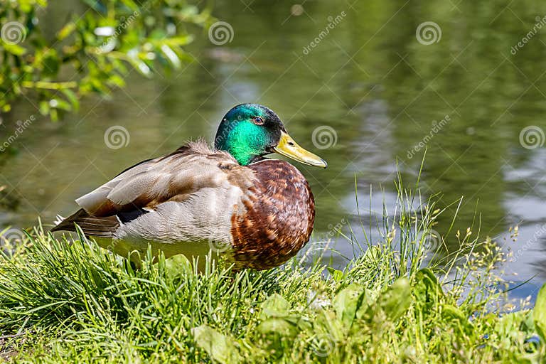Graue Und Braune Junge Erwachsene Ente Mit Gelber Nase Und Grünem Kopf