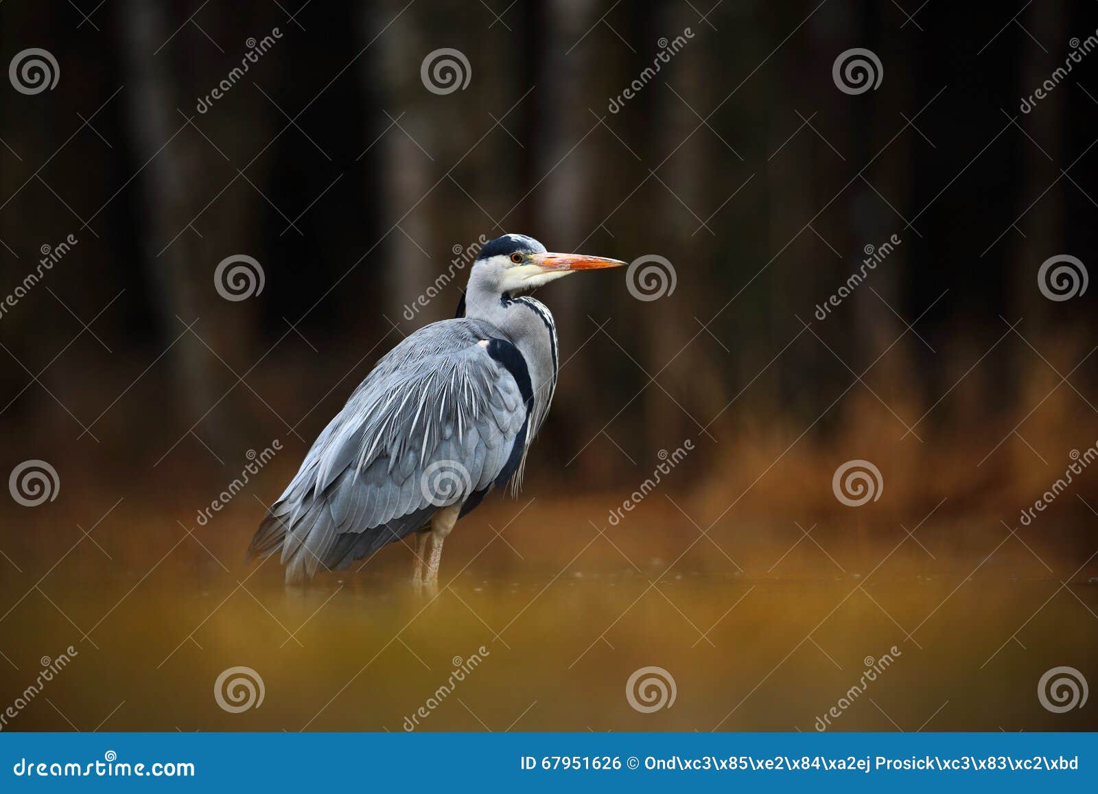 Grauer Reiher. Grey Heron, Ardea cinerea, Vogel, der im grünen Sumpfgras, Wald im Hintergrund, Tier im Naturlebensraum, Norwegen, Europa sitzt