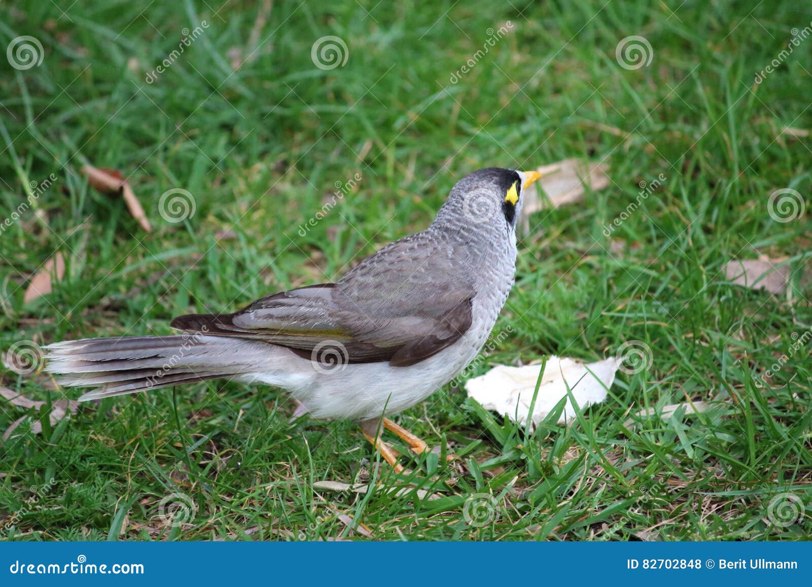 Grauer Vogel Stockfoto Bild Von Tier Grau Vogel Gelb