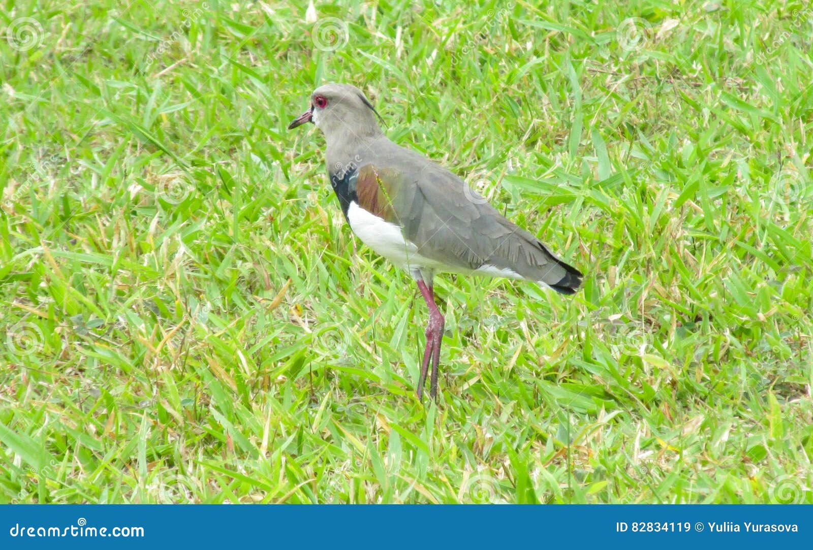 Grauer Vogel Auf Dem Gras Stockbild Bild Von Vogel Gras 4119