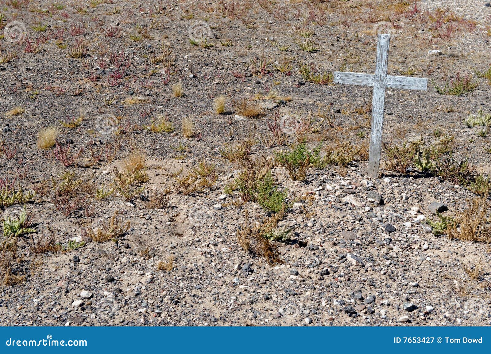 Grave in Goldfield Cemetery Stock Image Image of cemetery, shrubs
