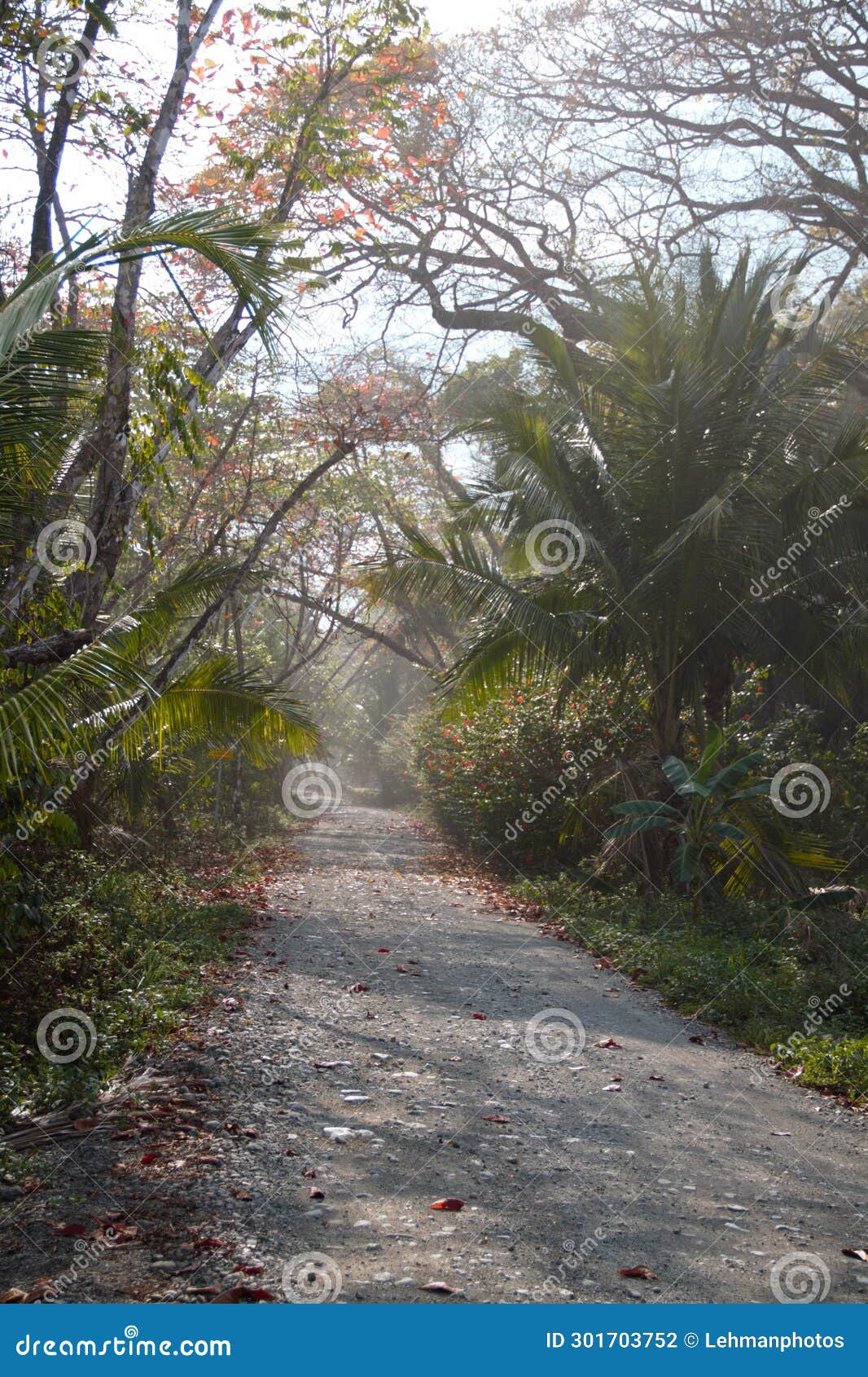 road into the palm tree jungle osa peninsula