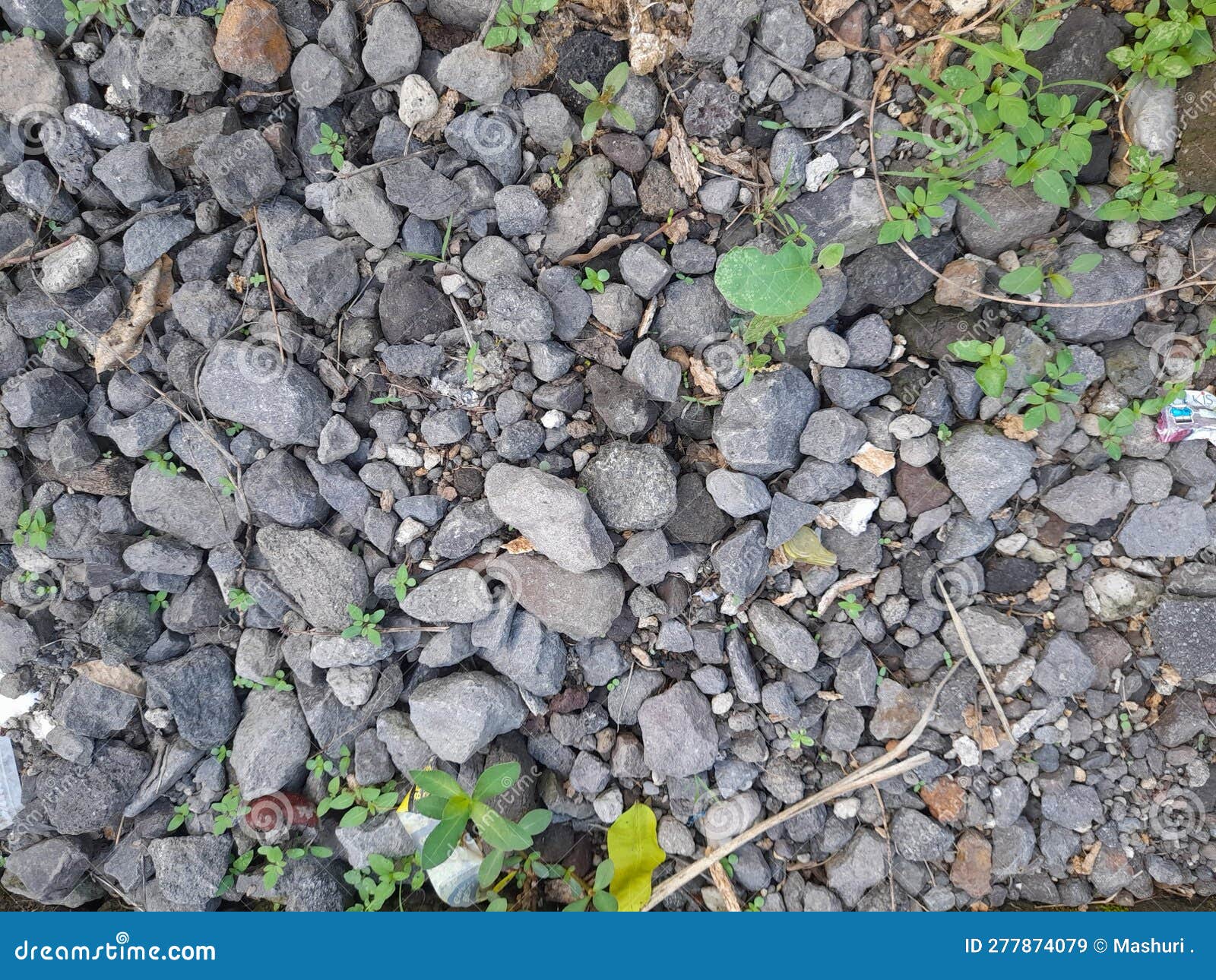 Gravel Soil Surface and Some Small Plants Stock Image Image of small