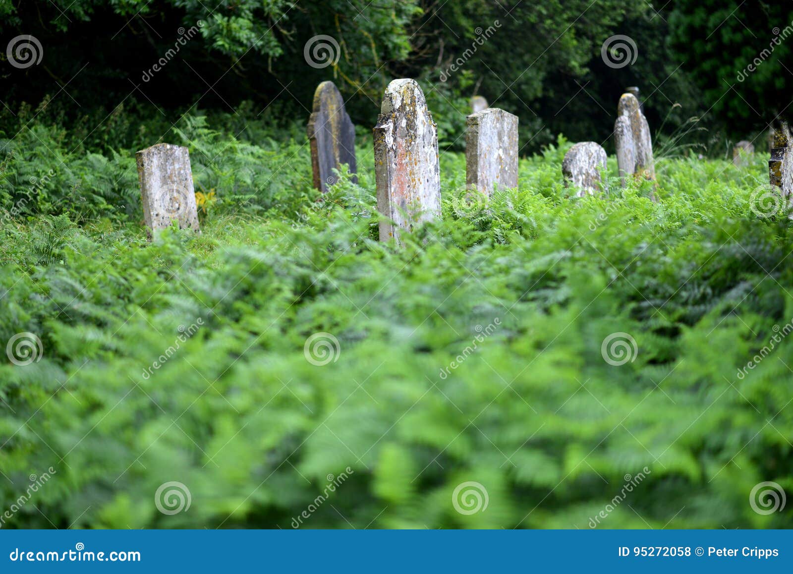 Graves stock photo. Image of plant, garden, bracken, headstone 95272058