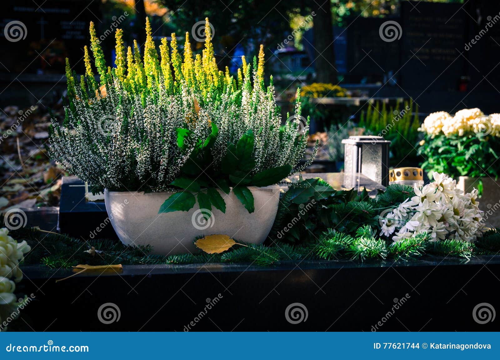 Graves with plants stock photo. Image of concept, burial 77621744