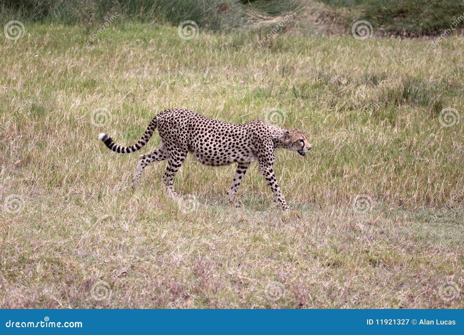 En tungt gravid cheetah som patrullerar henne territorium i den Serengeti nationalparken, Tanzania