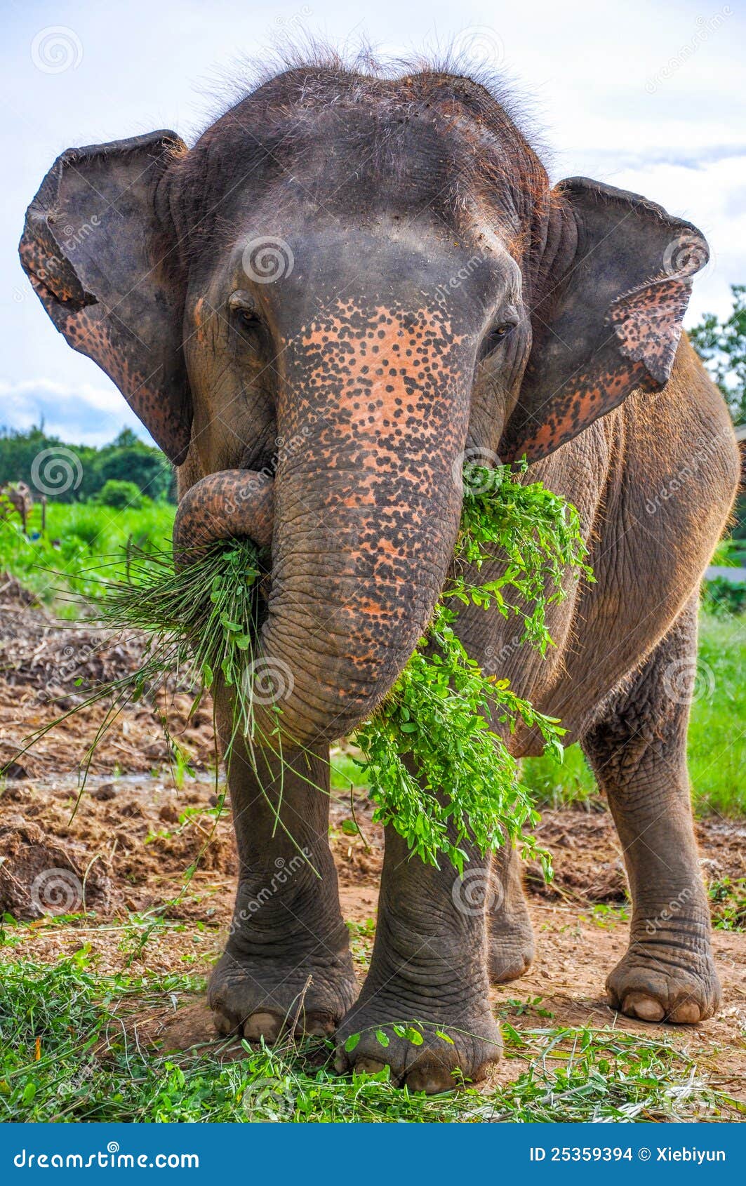 Elefant Gravid