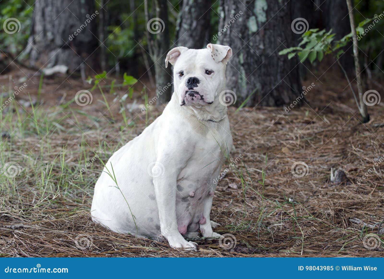 Gravid Engelsk Bulldogghund Fotografering för Bildbyråer - Bild av ...