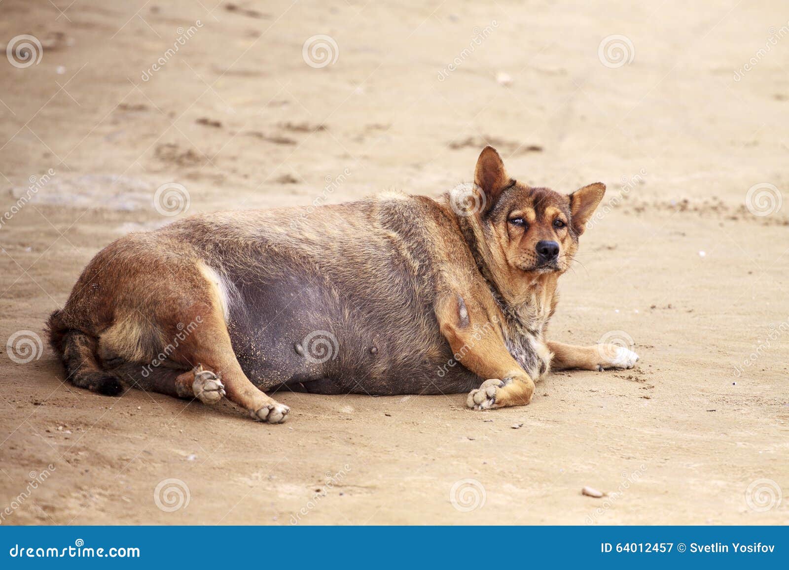 Gravid Tjock hund fotografering för bildbyråer. Bild avancerat - 64012457