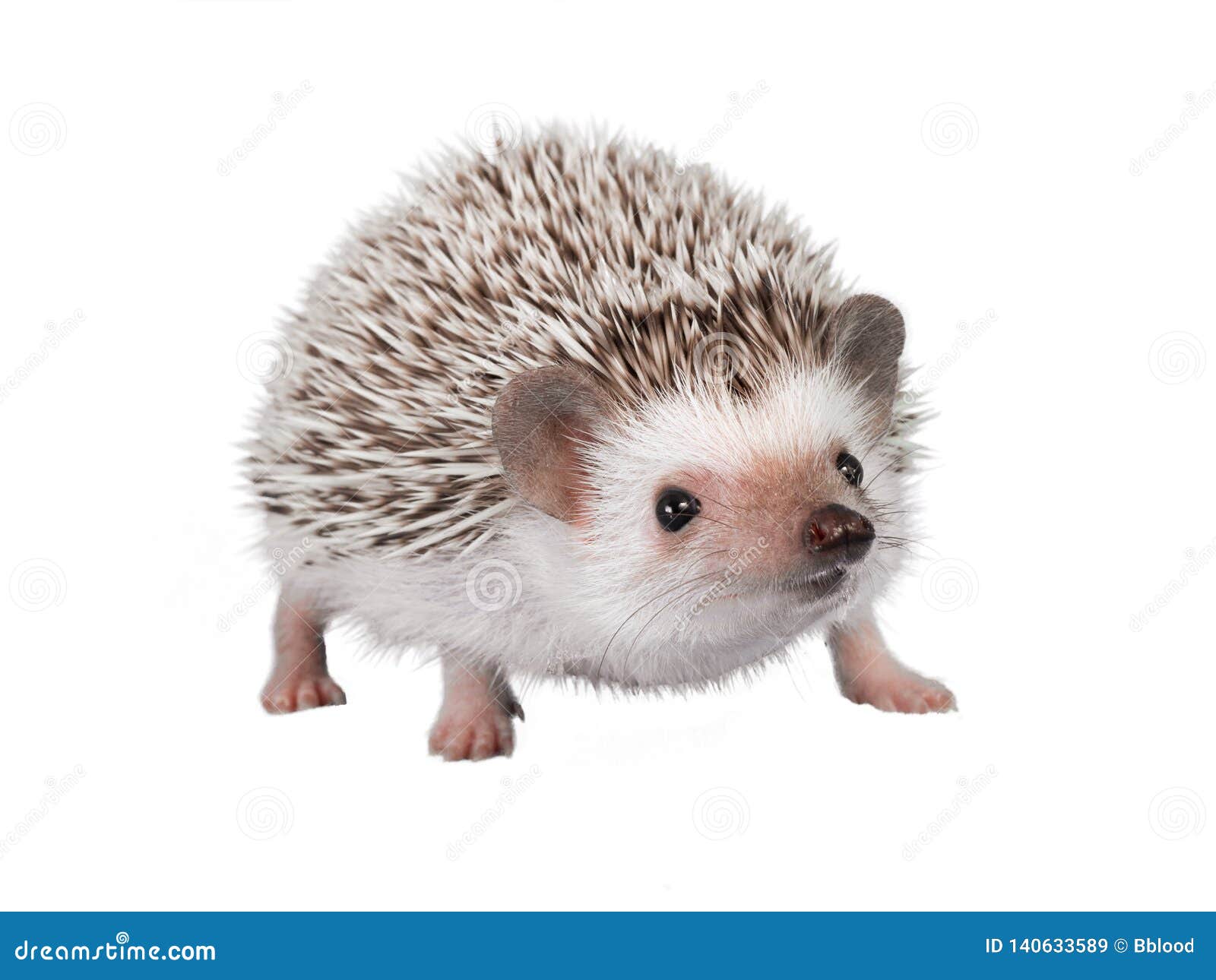 african pygmy hedgehog  on white background