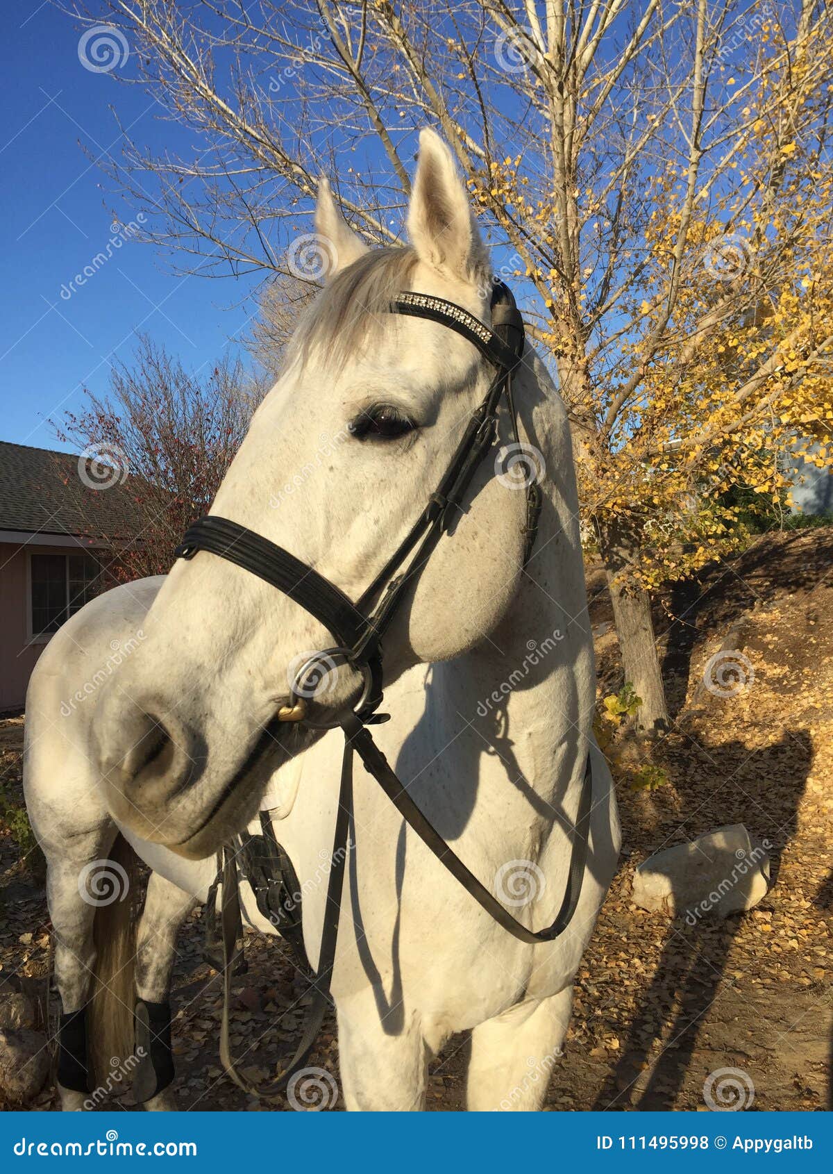 gray american quarter horse gelding with horse trailer, trees and autumn colors