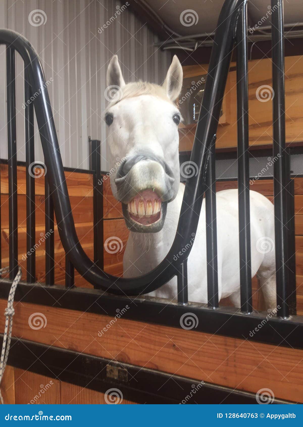 gray american quarter horse gelding inside barn smiling for camera