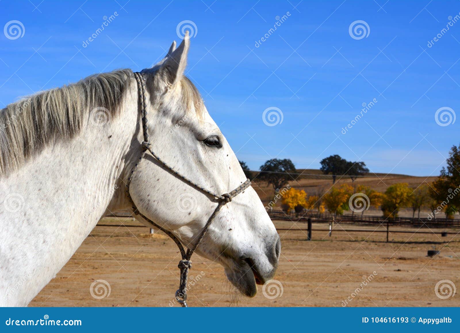 gray american quarter horse gelding with oak trees and autumn colors