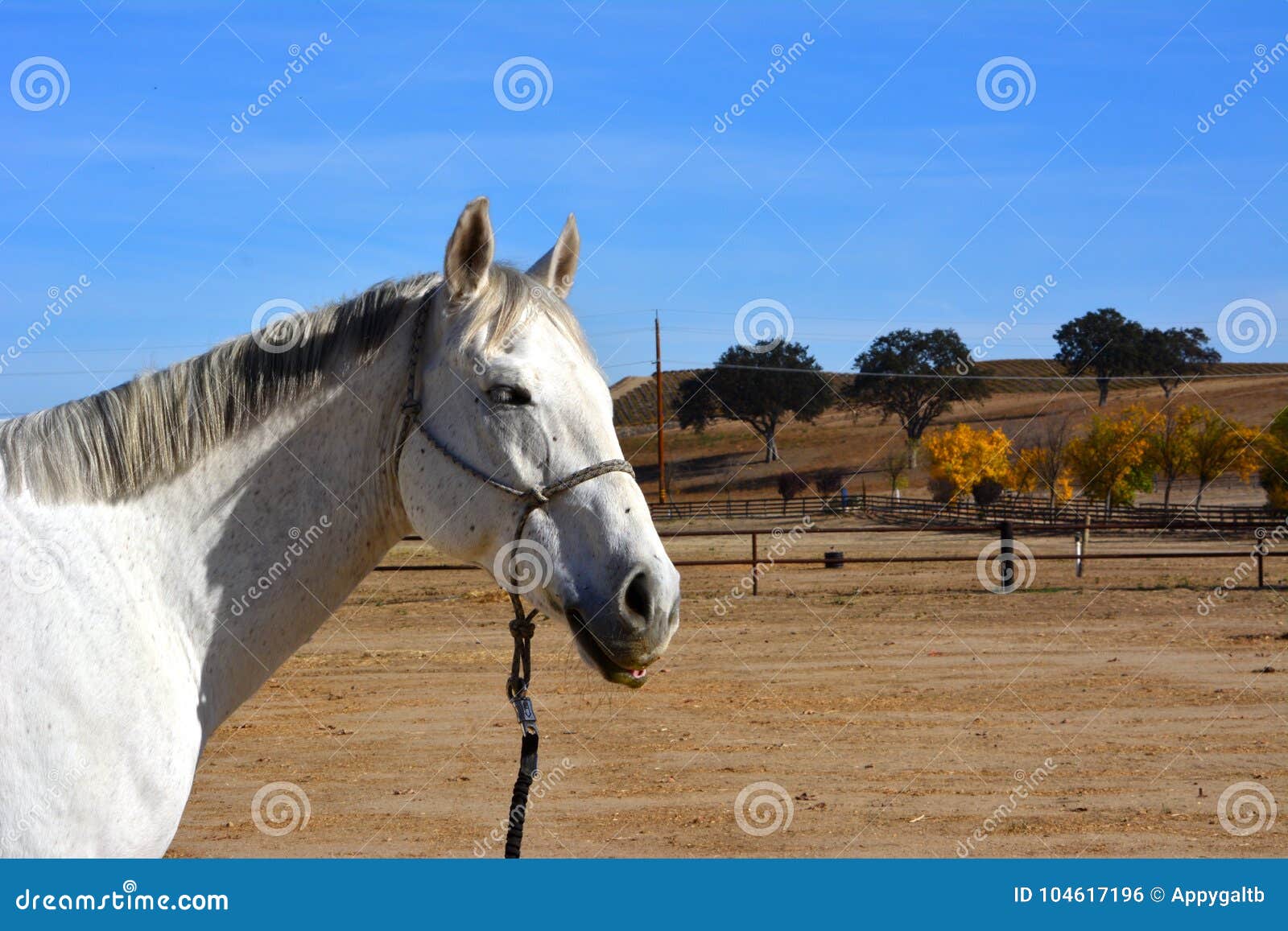 gray american quarter horse gelding with oak trees and autumn colors