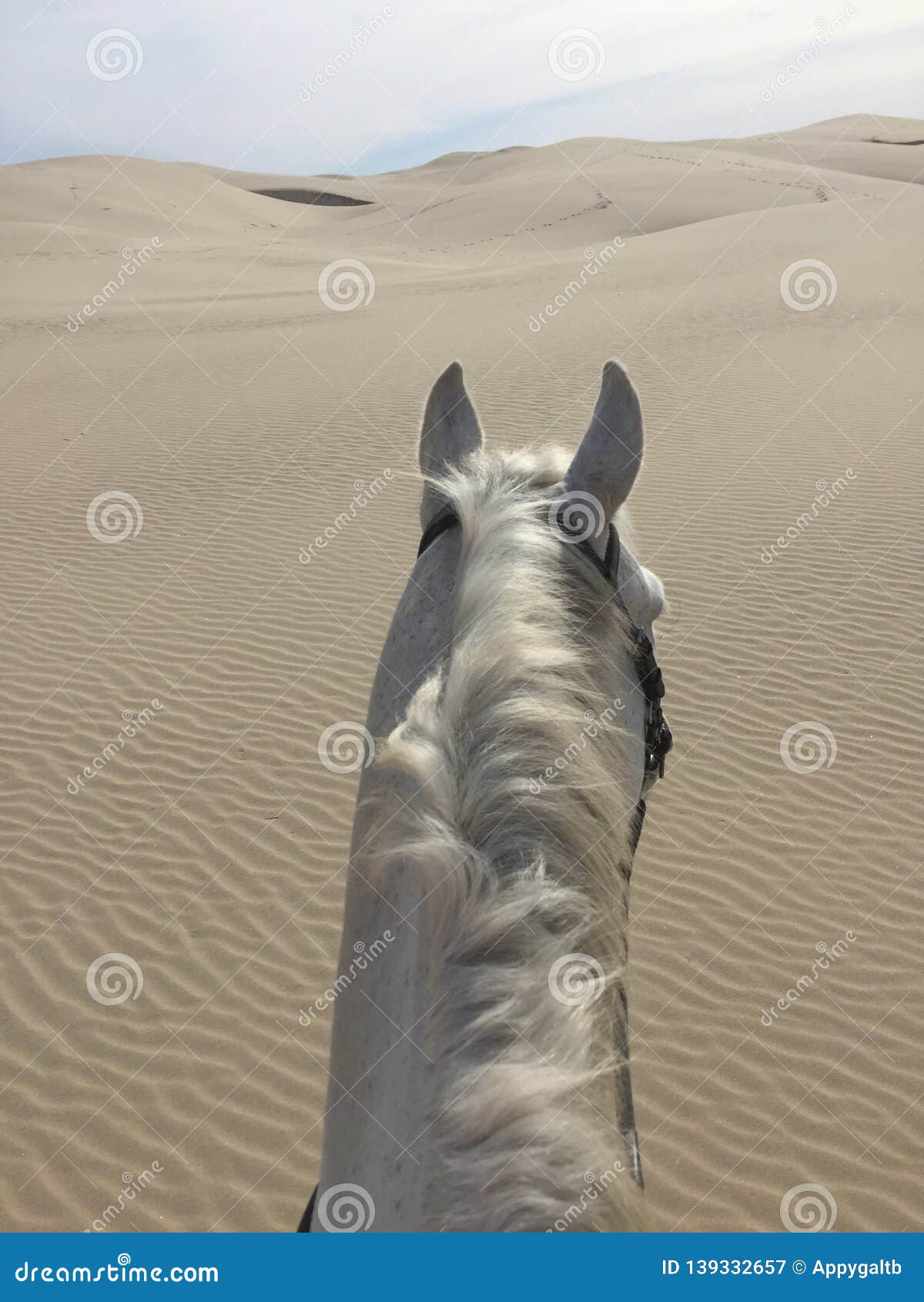 white horse alone in the sand dunes oceano, california