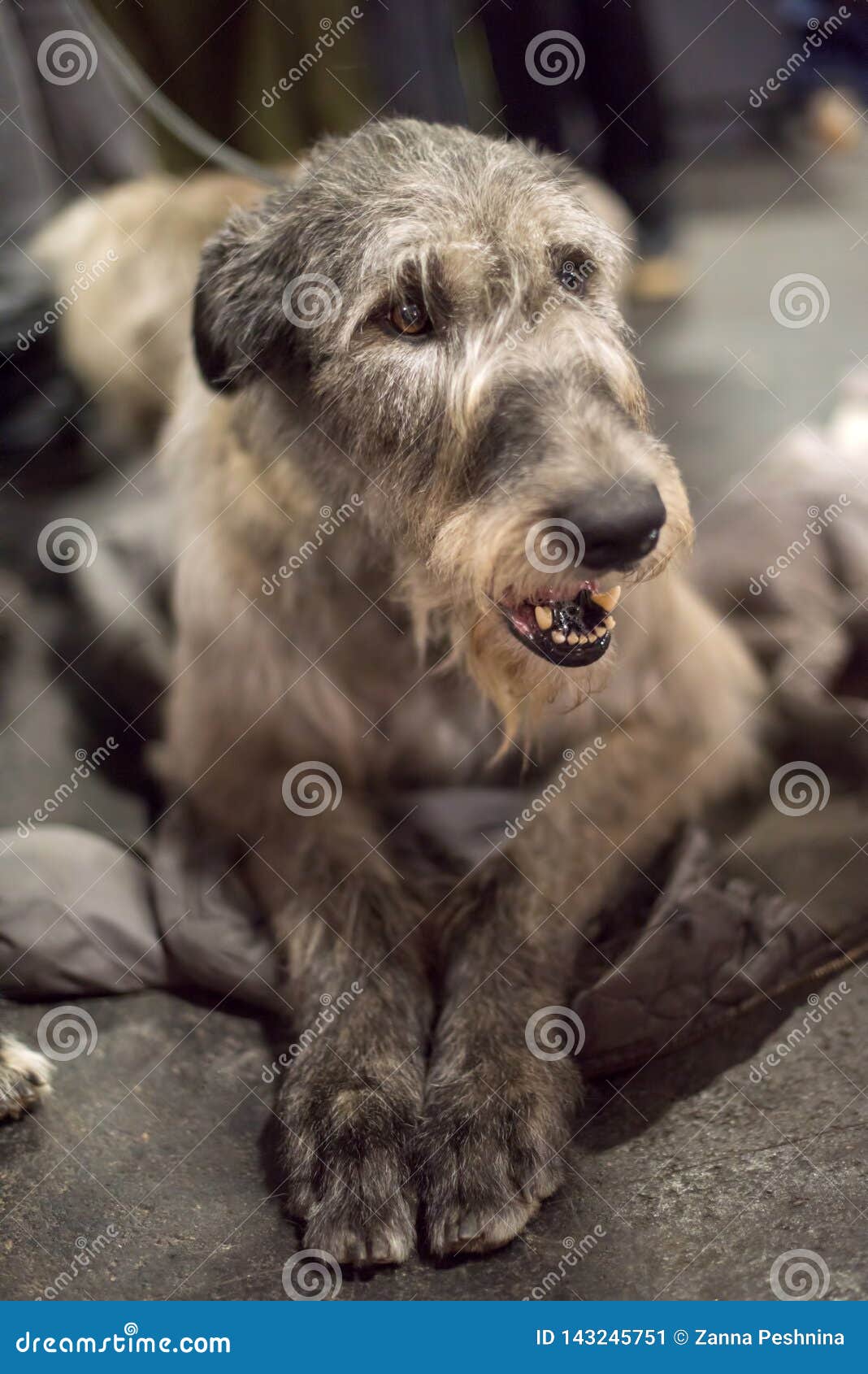 Big dream hotsell irish wolfhounds