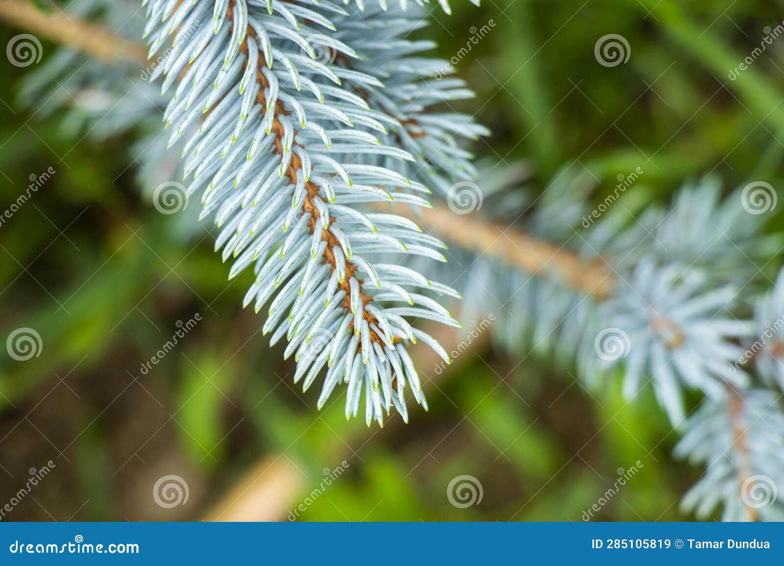 Gray and blue pine stock image. Image of fresh, needle 285105819