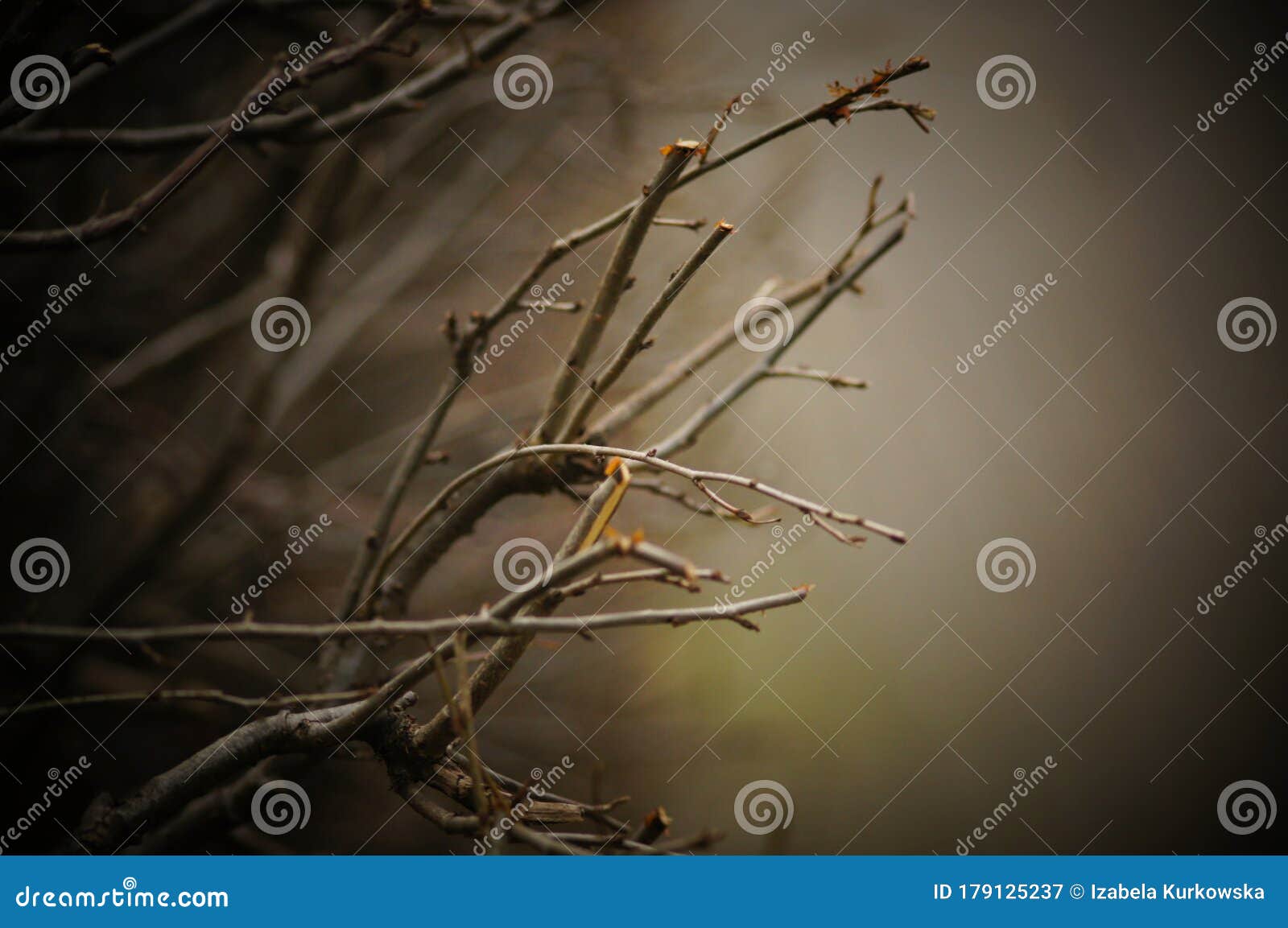 Gray Branches without Leaves in a Foggy Forest. Stock Image - Image of