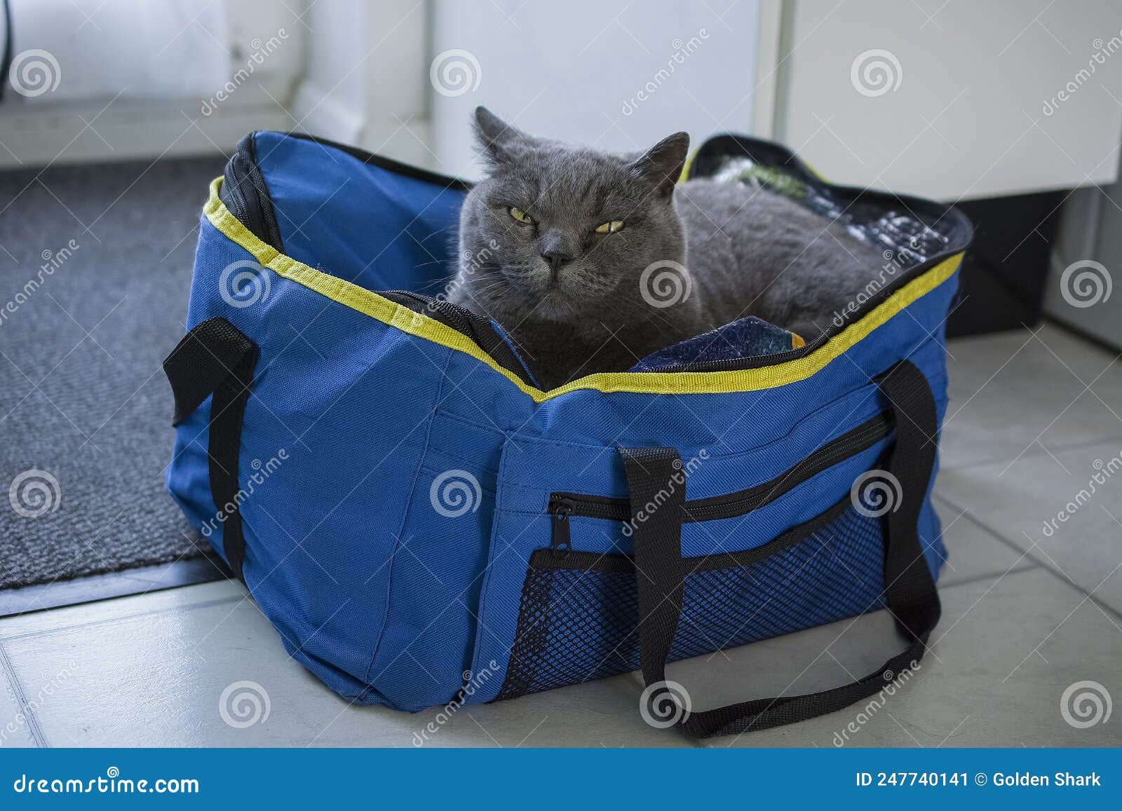 Gray British Cat Lying on the Bag Stock Image Image of funny, face