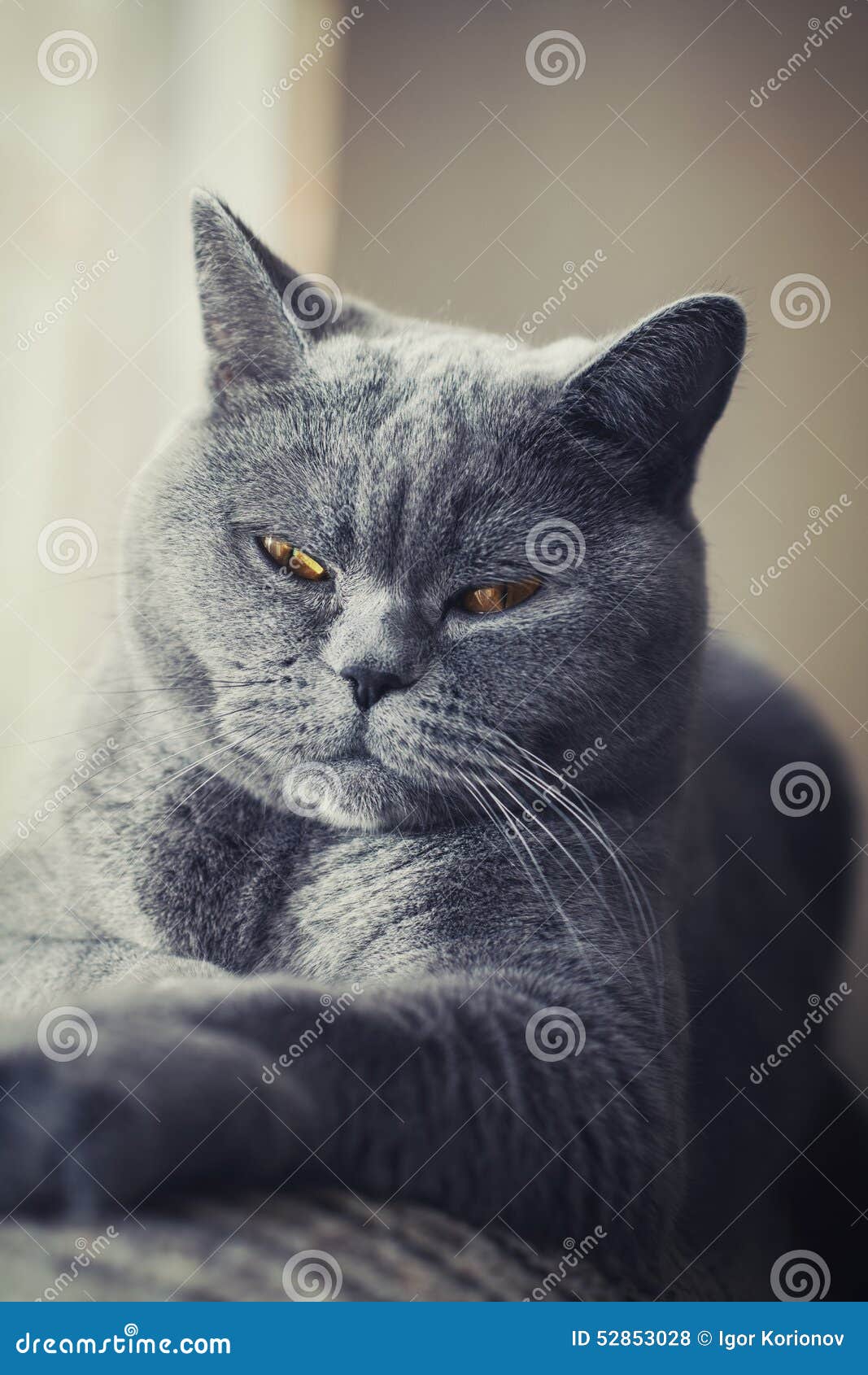 Gray british cat lying near the window close up