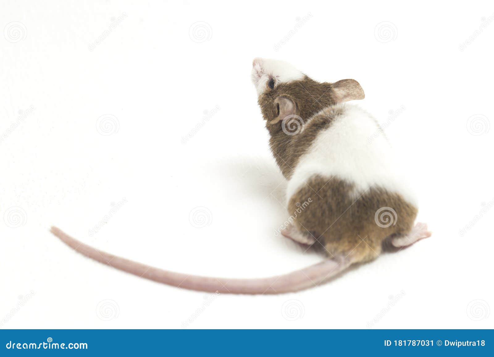 Gray Brown White Mouse Isolated on White Background Stock Image Image