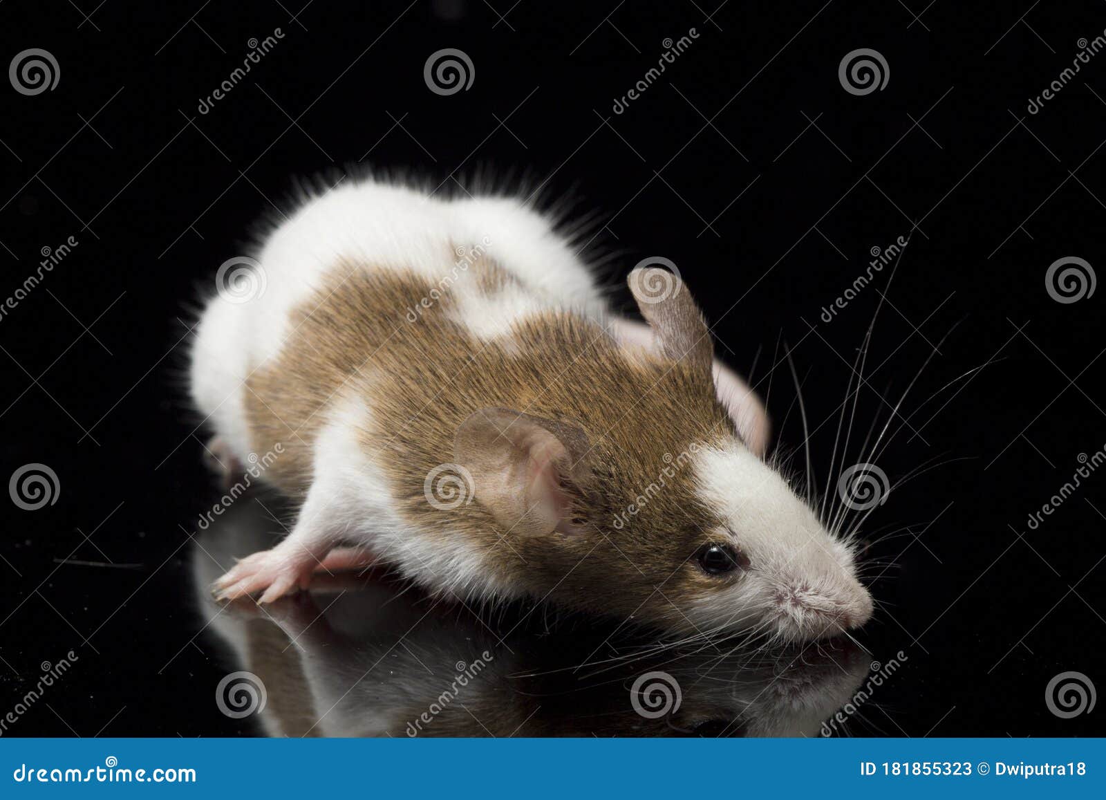 Gray Brown White Mouse Isolated on Black Background Stock Image Image