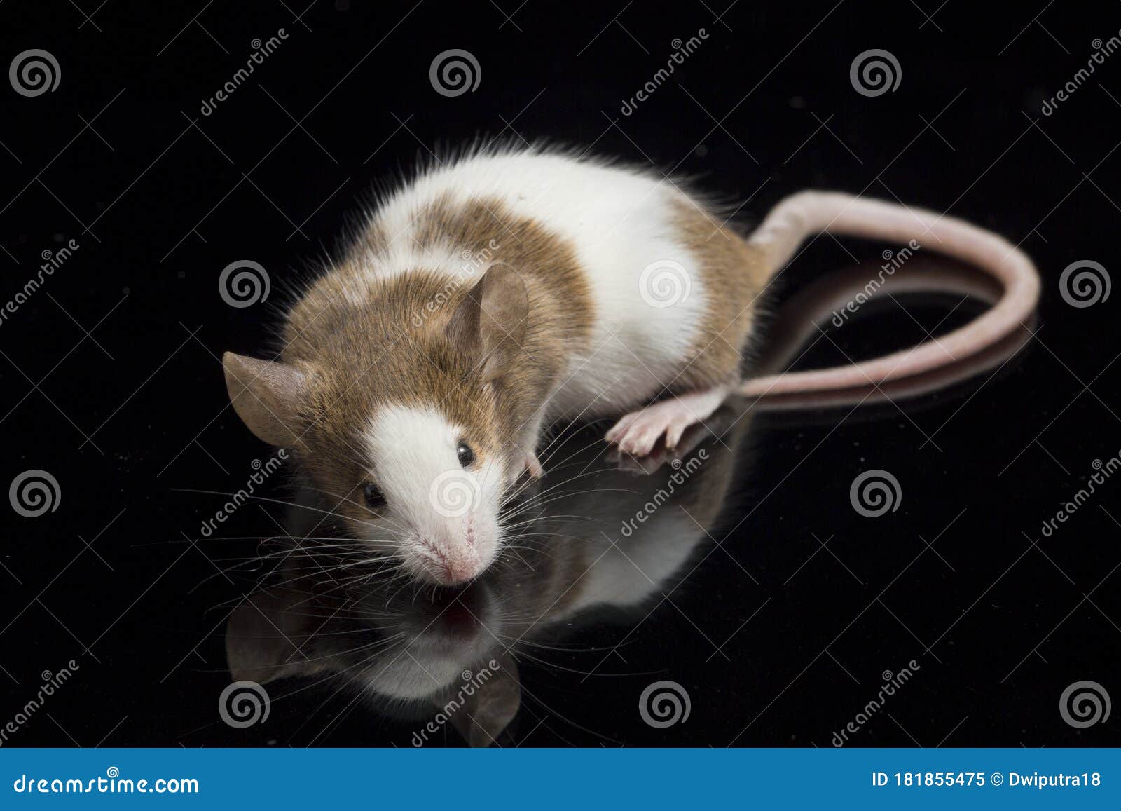 Gray Brown White Mouse Isolated on Black Background Stock Image Image