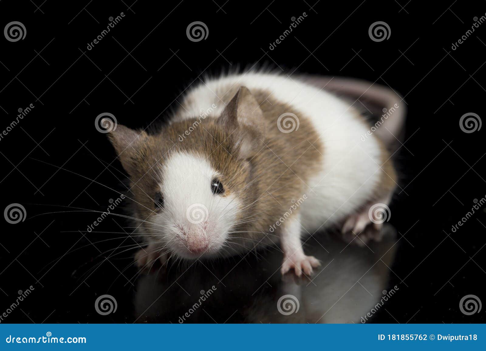 Gray Brown White Mouse Isolated on Black Background Stock Photo - Image of mammal, black: 181855762