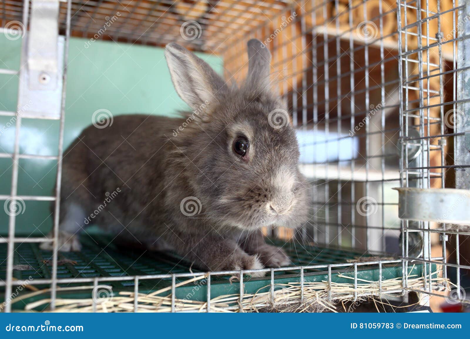 Bunny In Cage RoyaltyFree Stock Photography 171381569