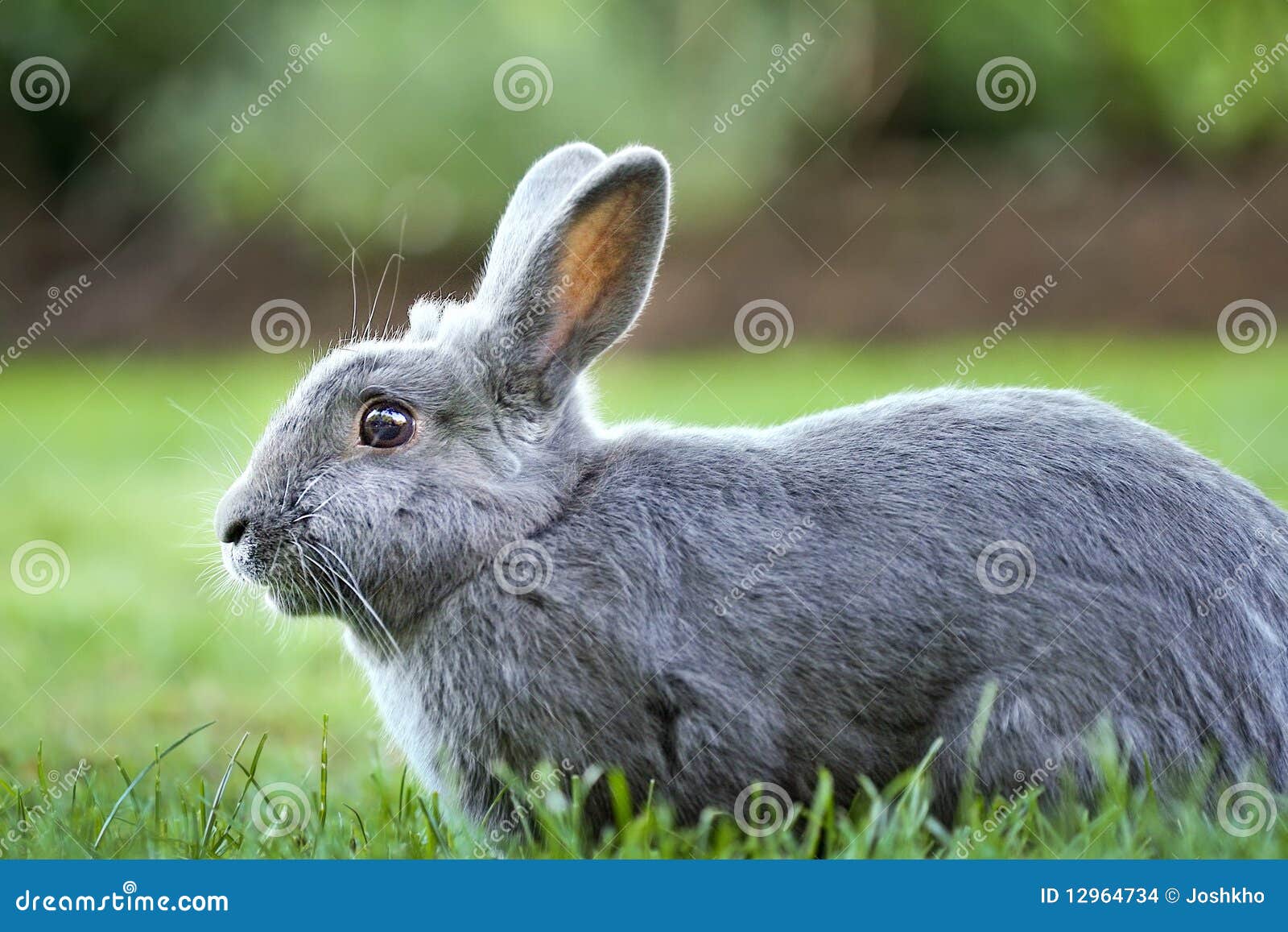 Gray Bunny Rabbit Stock Images - Image: 12964734