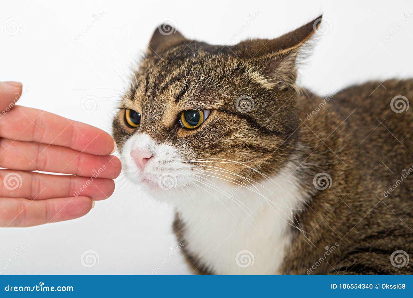 Gray cat and human hand stock photo. Image of background 106554340